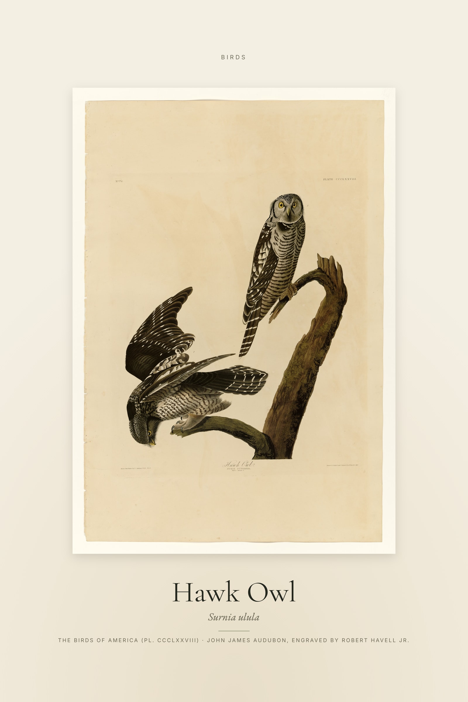 Hawk Owl — Specimen