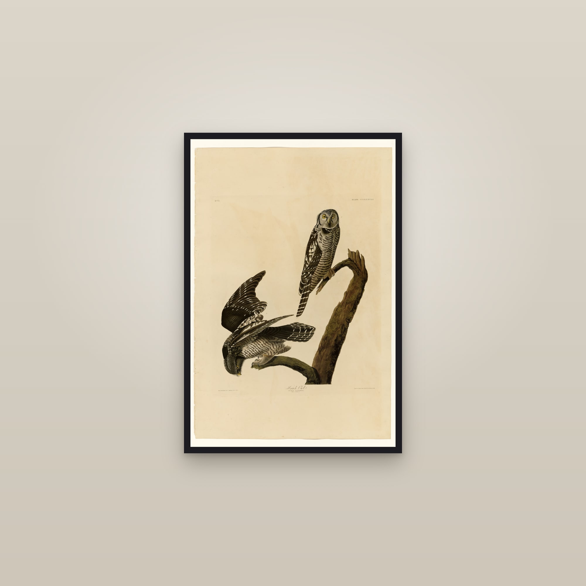 Hawk Owl — framed in a gallery setting