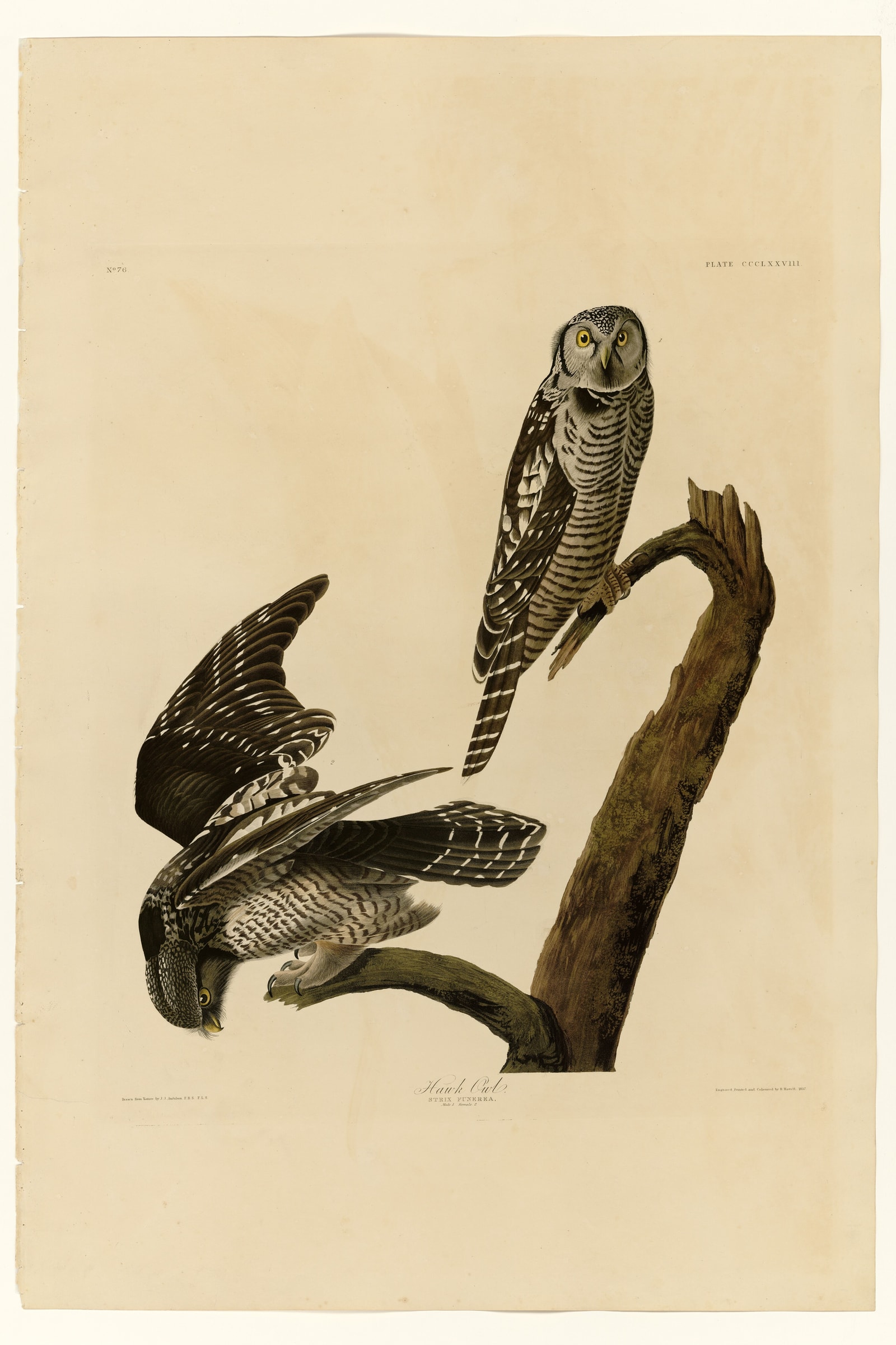 Hawk Owl