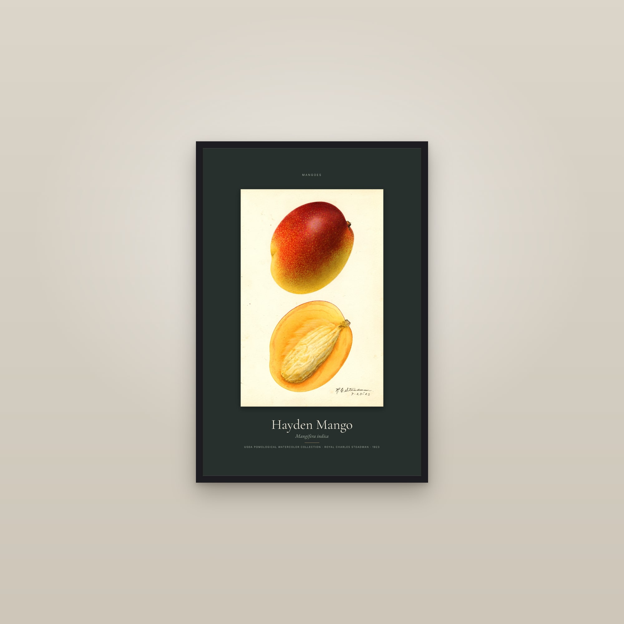 Hayden Mango — Specimen — framed in a gallery setting