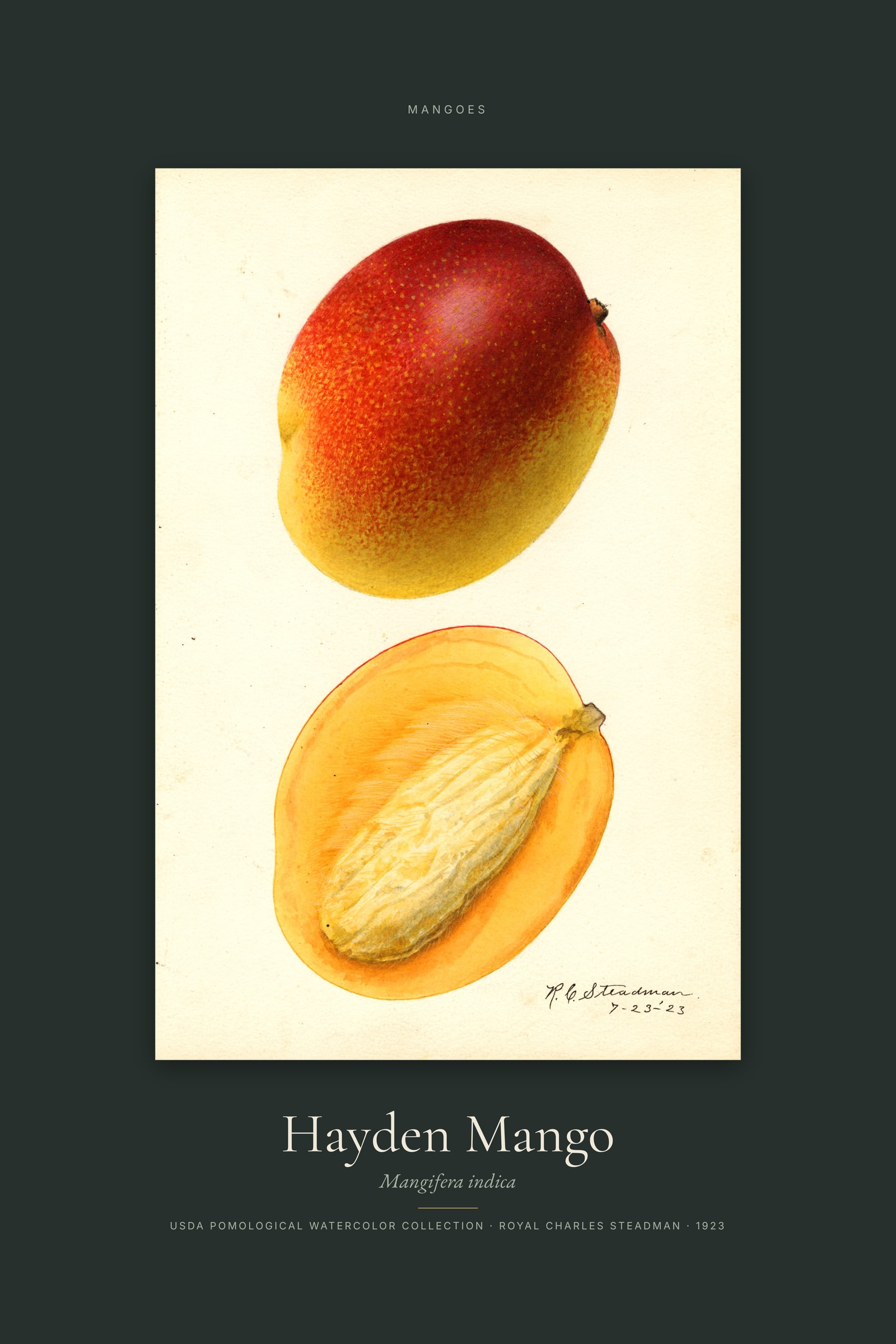 Hayden Mango — Specimen