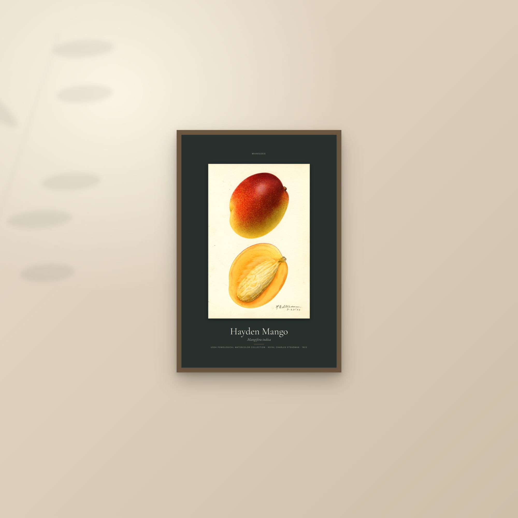 Hayden Mango — Specimen — framed and styled on a sunlit wall