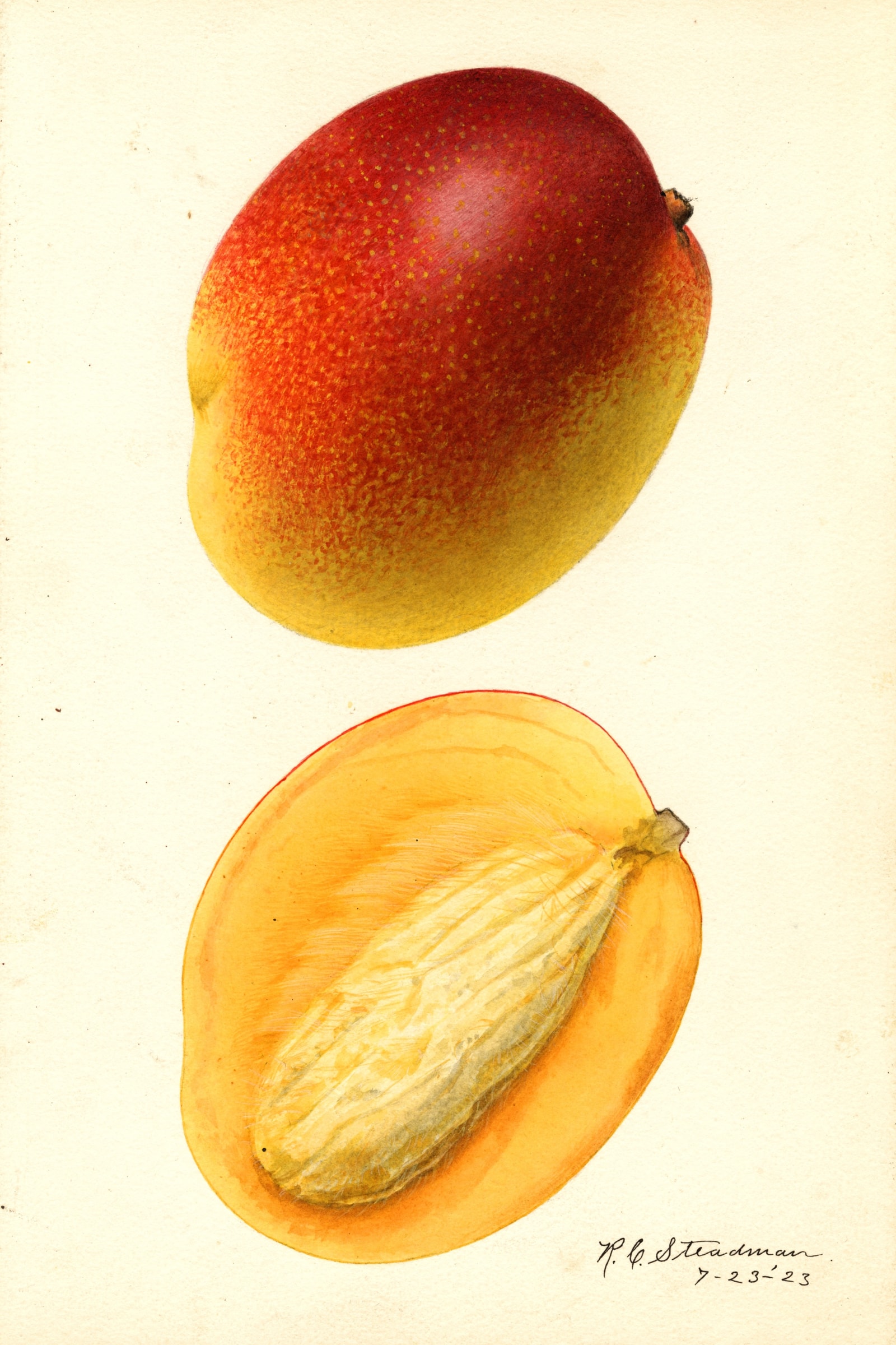 Hayden Mango