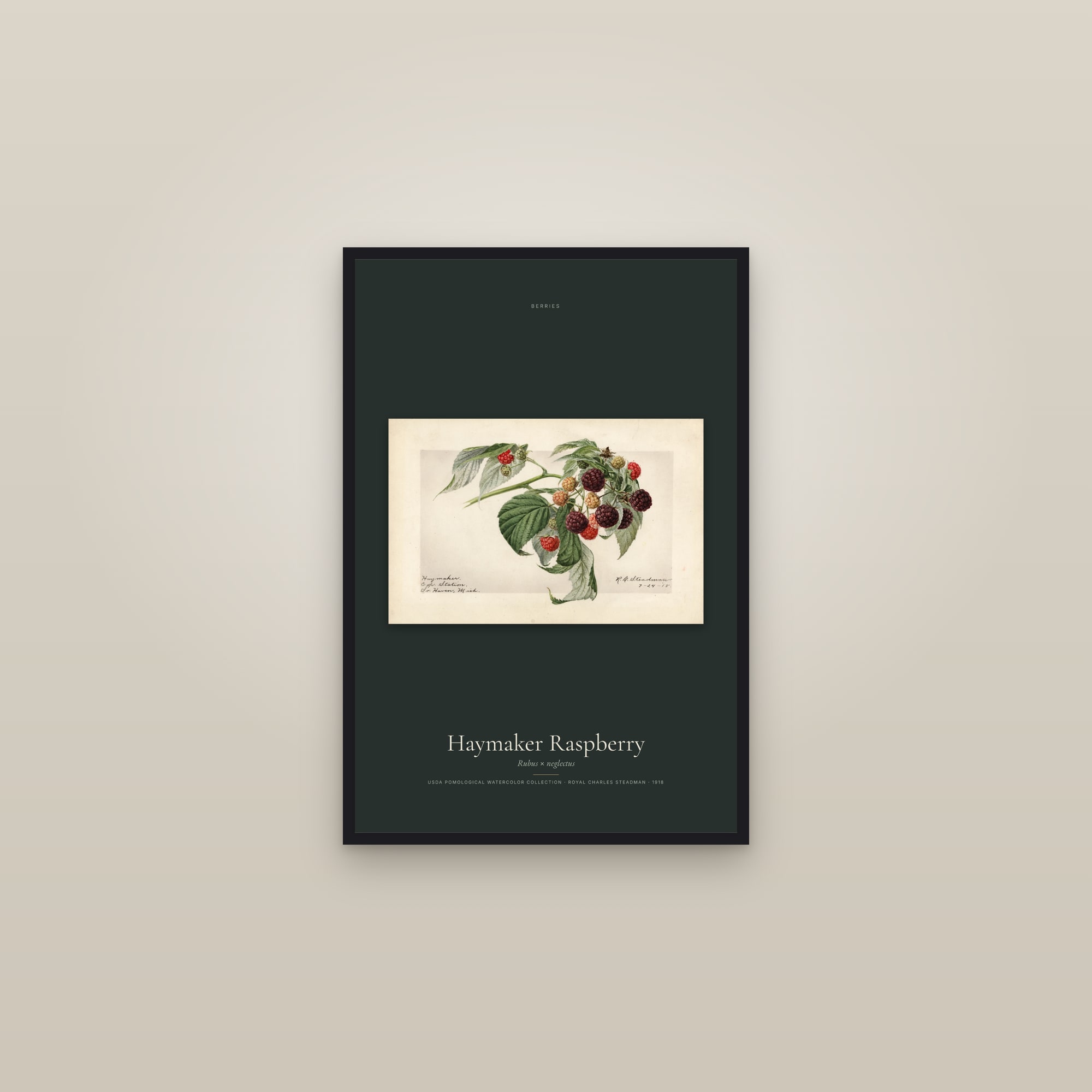 Haymaker Raspberry — framed in a gallery setting