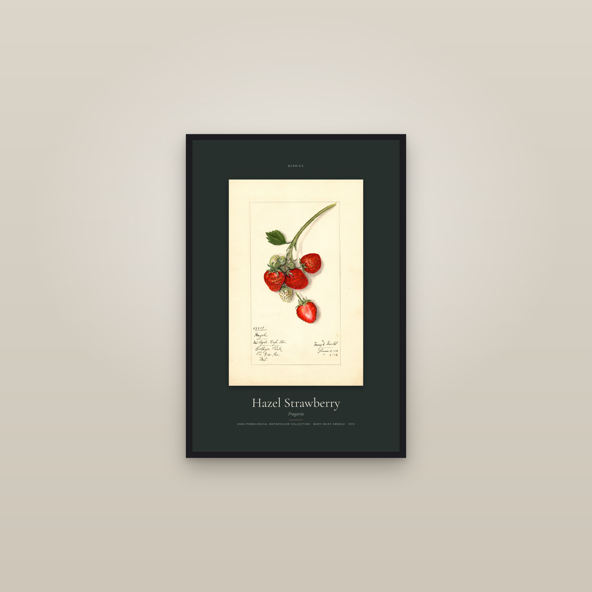Hazel Strawberry — Specimen — framed in a gallery setting