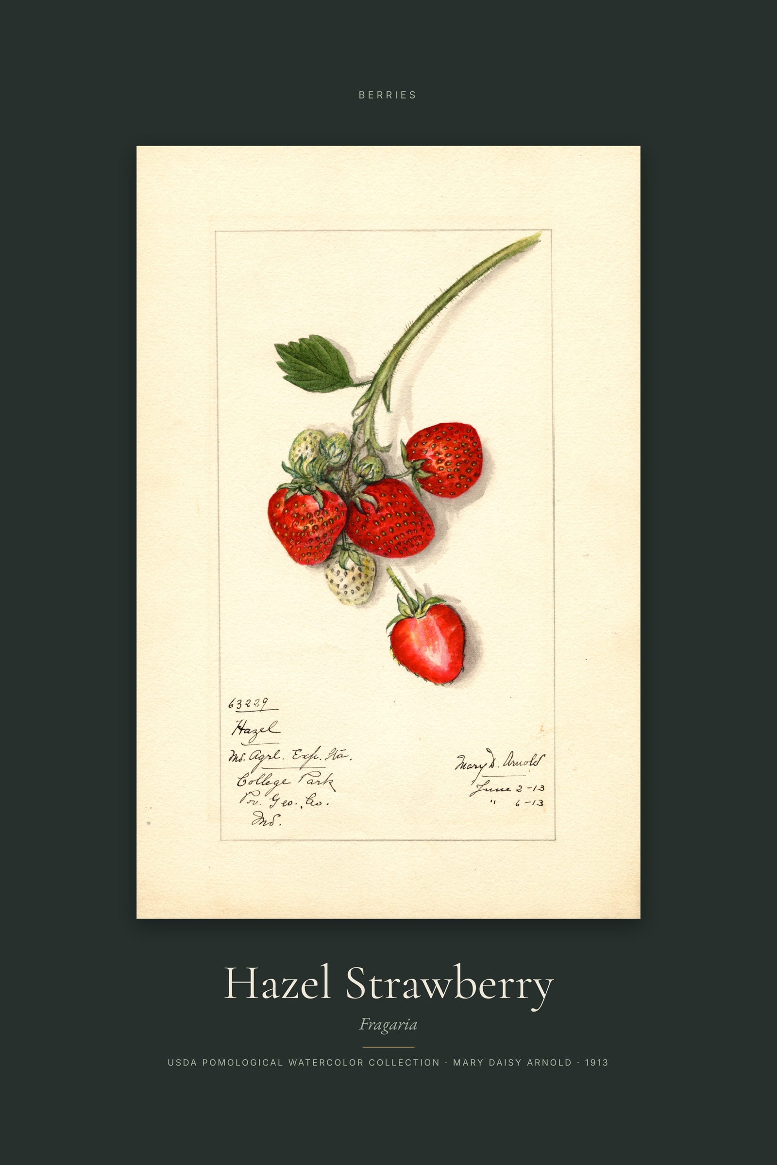 Hazel Strawberry — Specimen