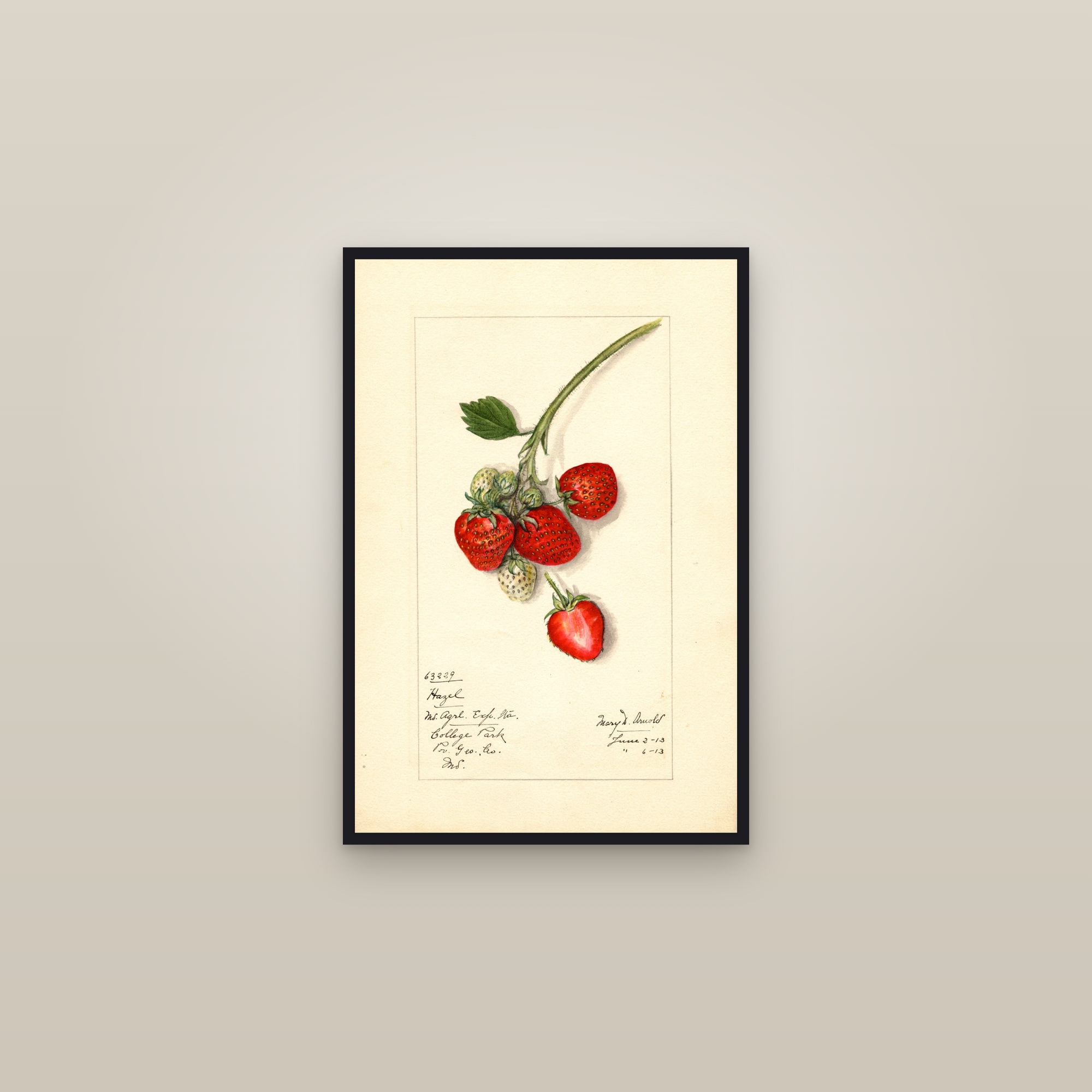 Hazel Strawberry — framed in a gallery setting