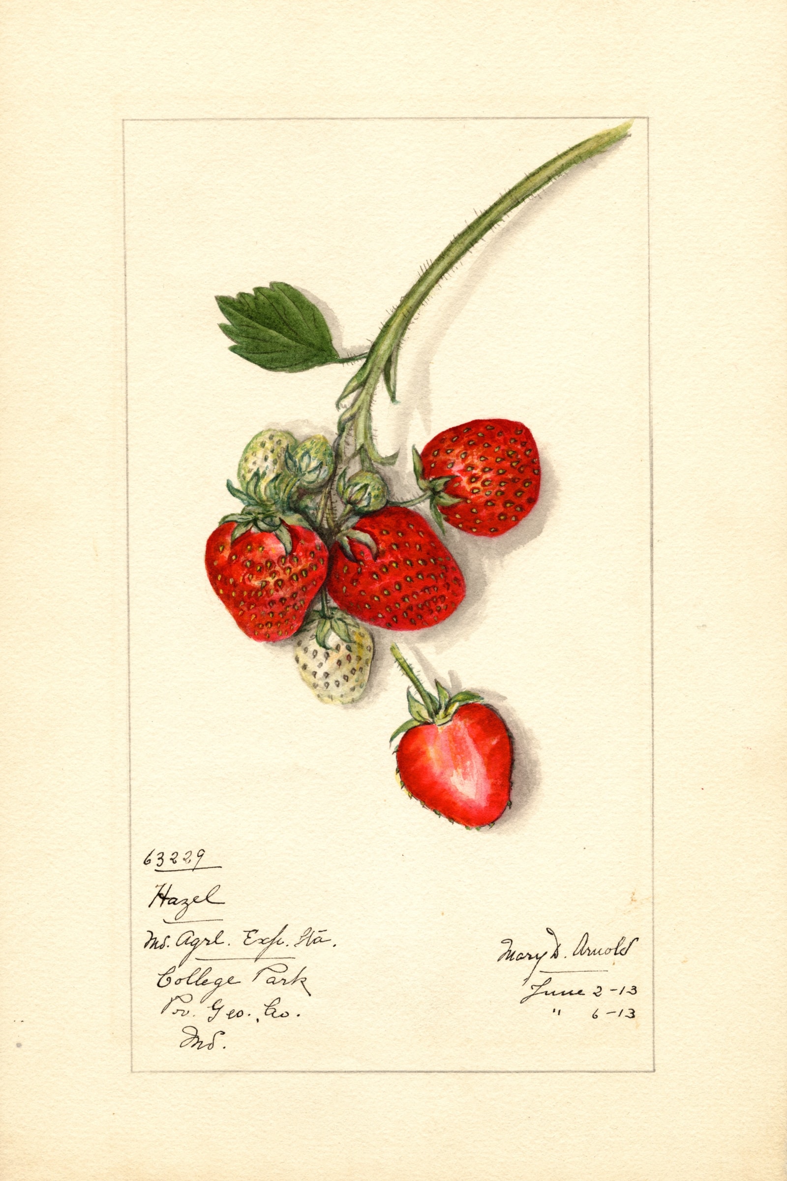 Hazel Strawberry