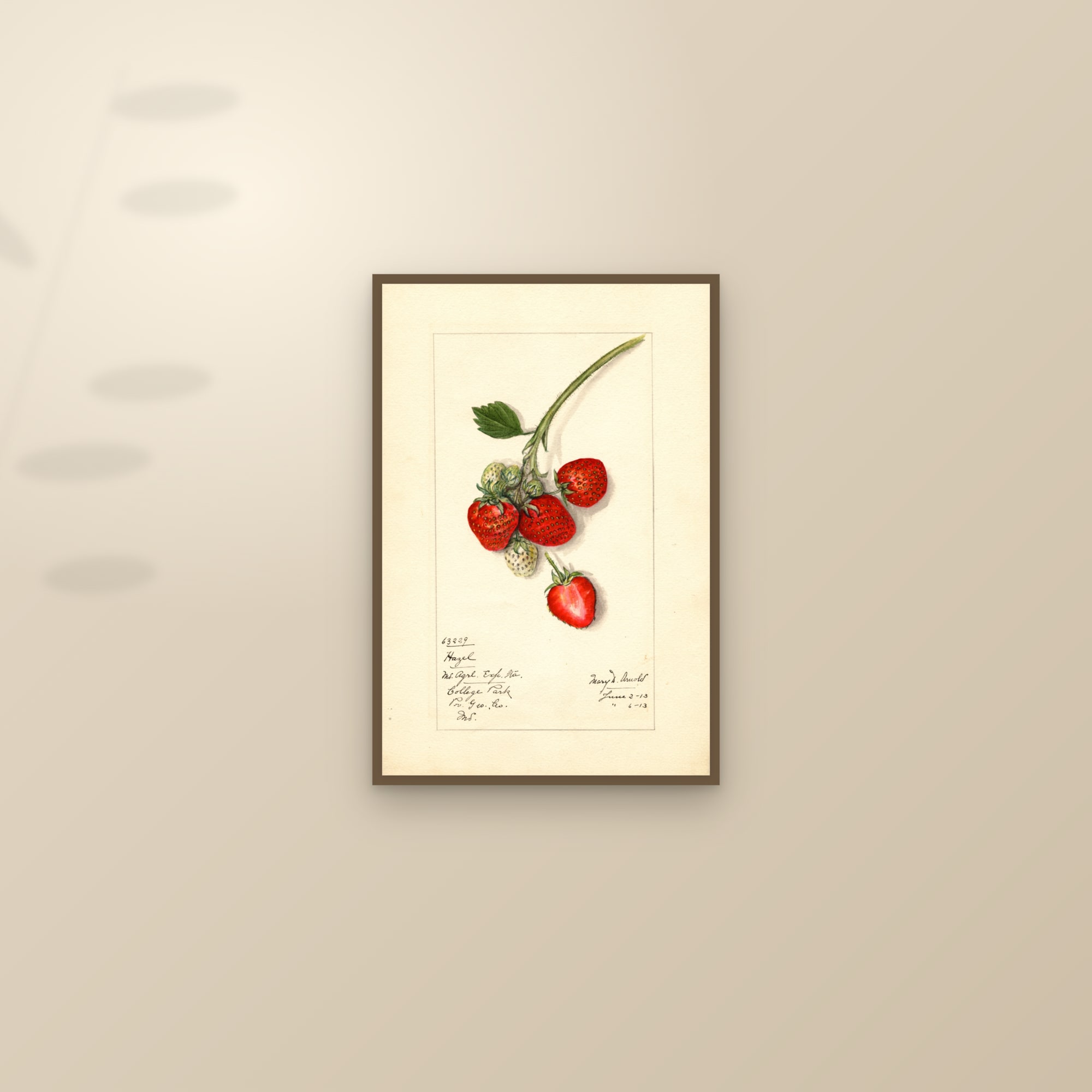 Hazel Strawberry — framed and styled on a sunlit wall