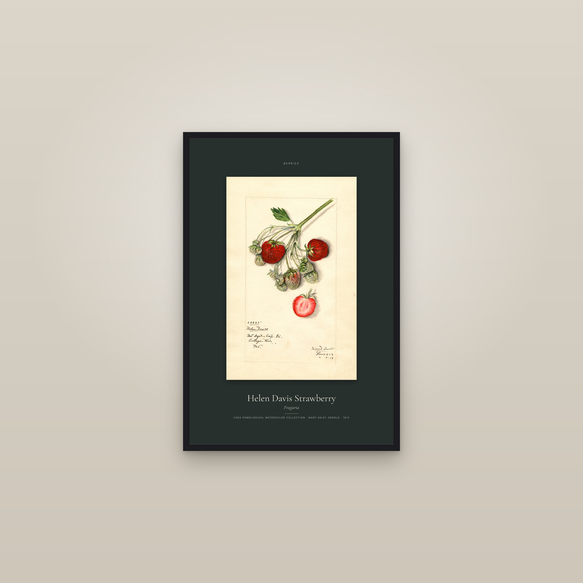 Helen Davis Strawberry — Specimen — framed in a gallery setting