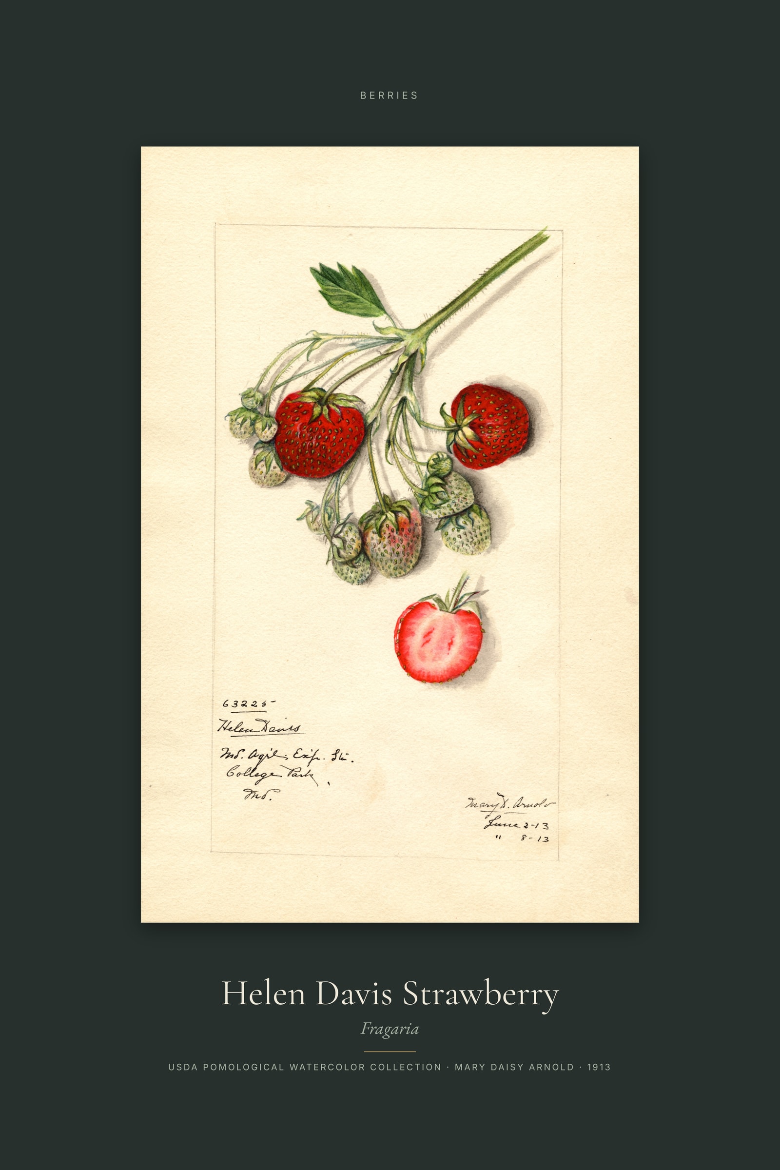 Helen Davis Strawberry — Specimen