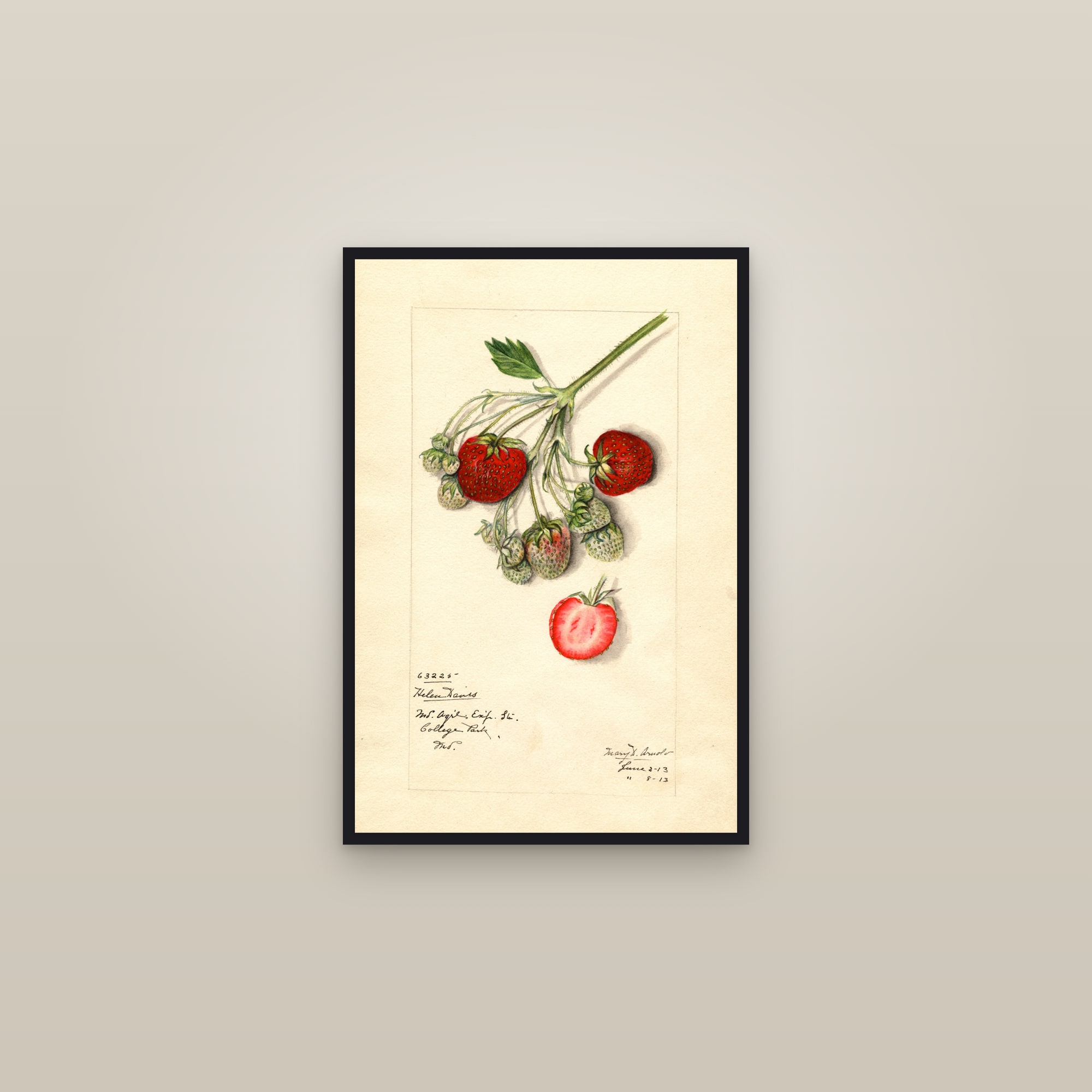 Helen Davis Strawberry — framed in a gallery setting