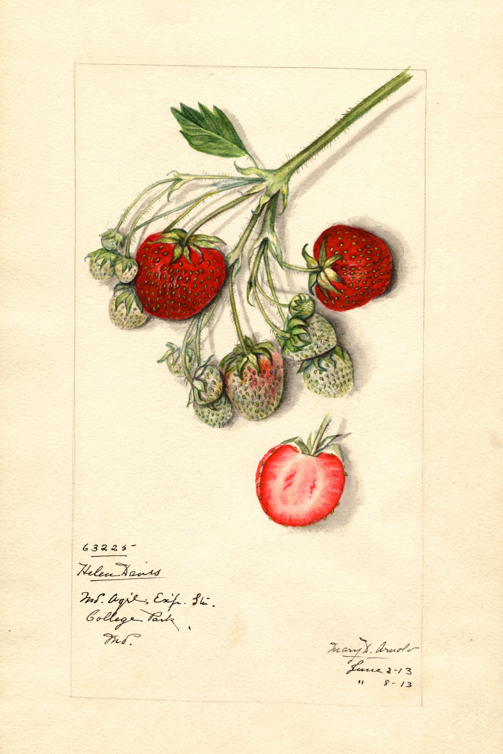 Helen Davis Strawberry