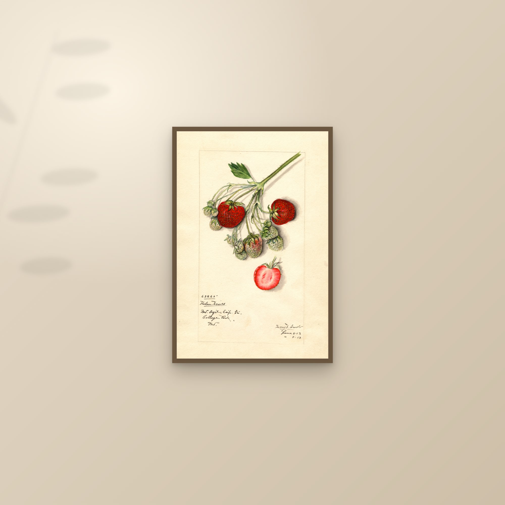 Helen Davis Strawberry — framed and styled on a sunlit wall