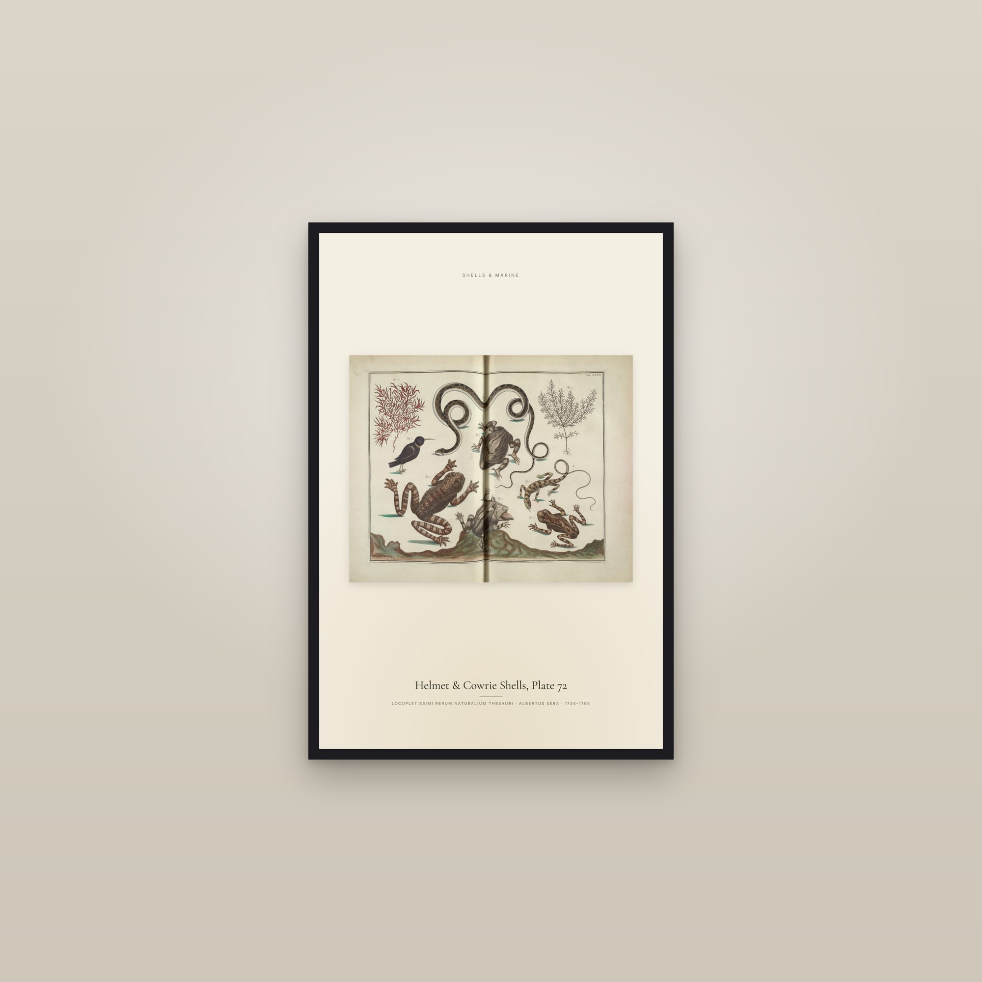 Helmet & Cowrie Shells, Plate 72 — framed in a gallery setting