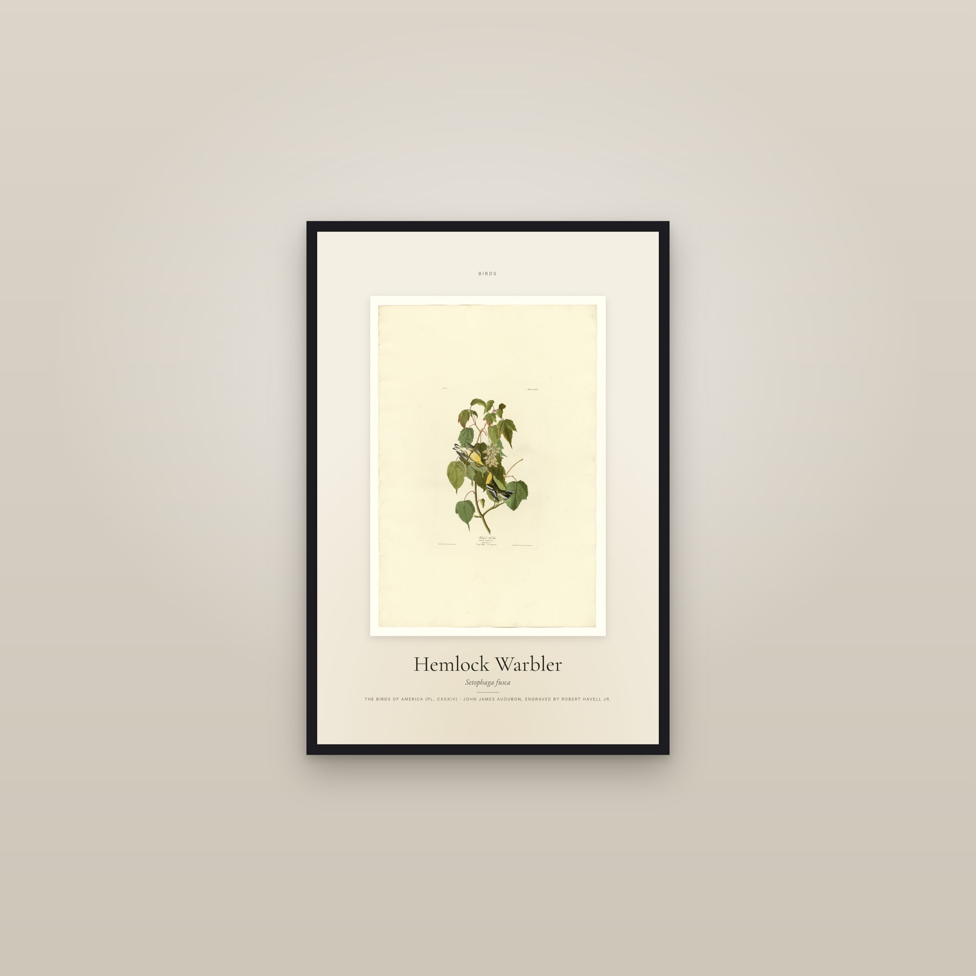 Hemlock Warbler — Specimen — framed in a gallery setting