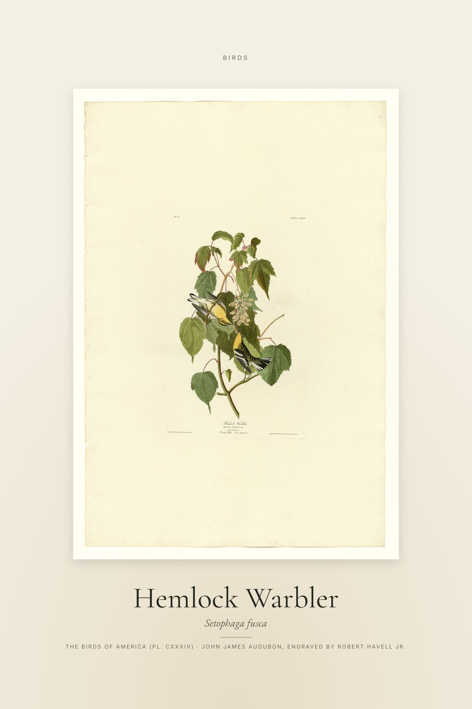 Hemlock Warbler — Specimen