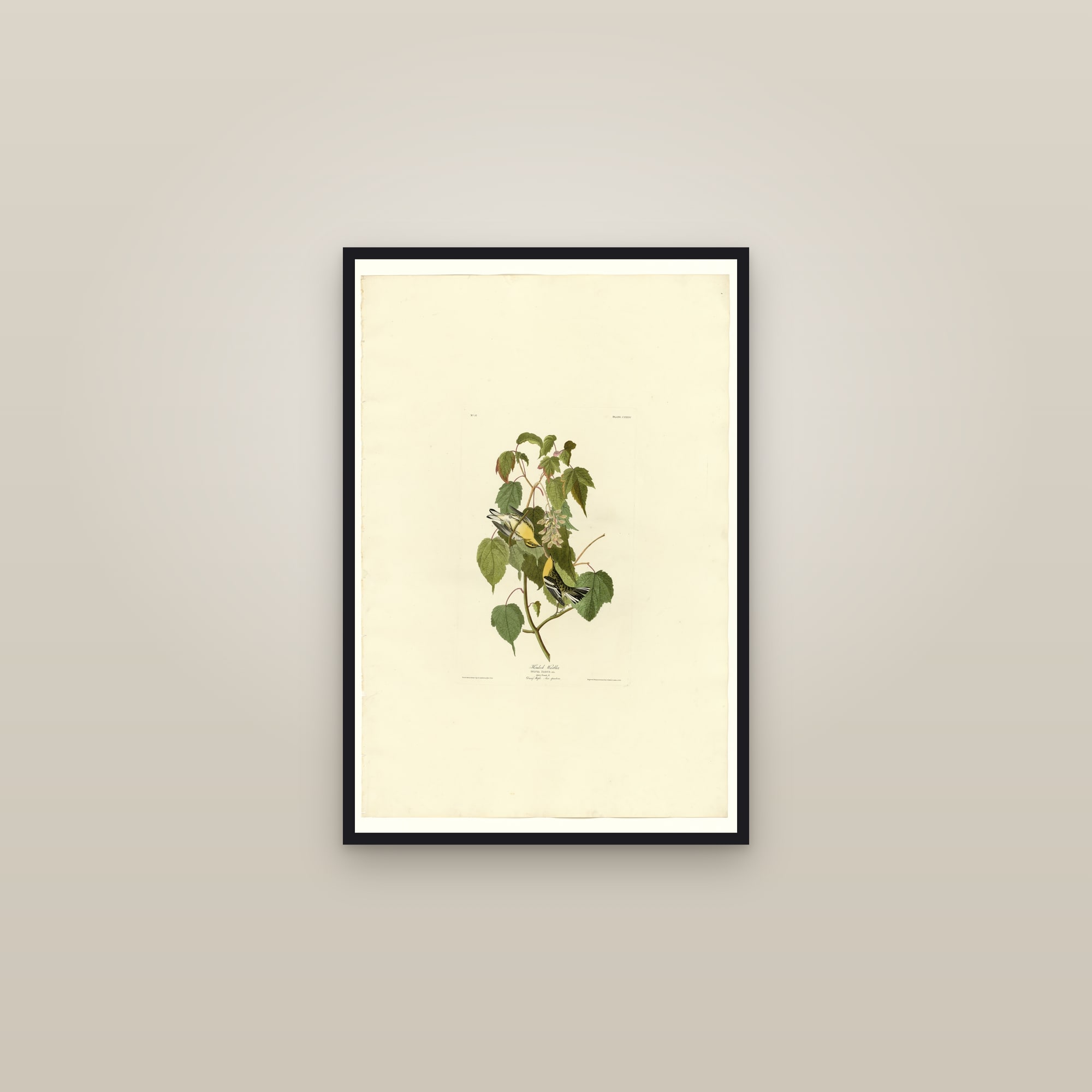 Hemlock Warbler — framed in a gallery setting