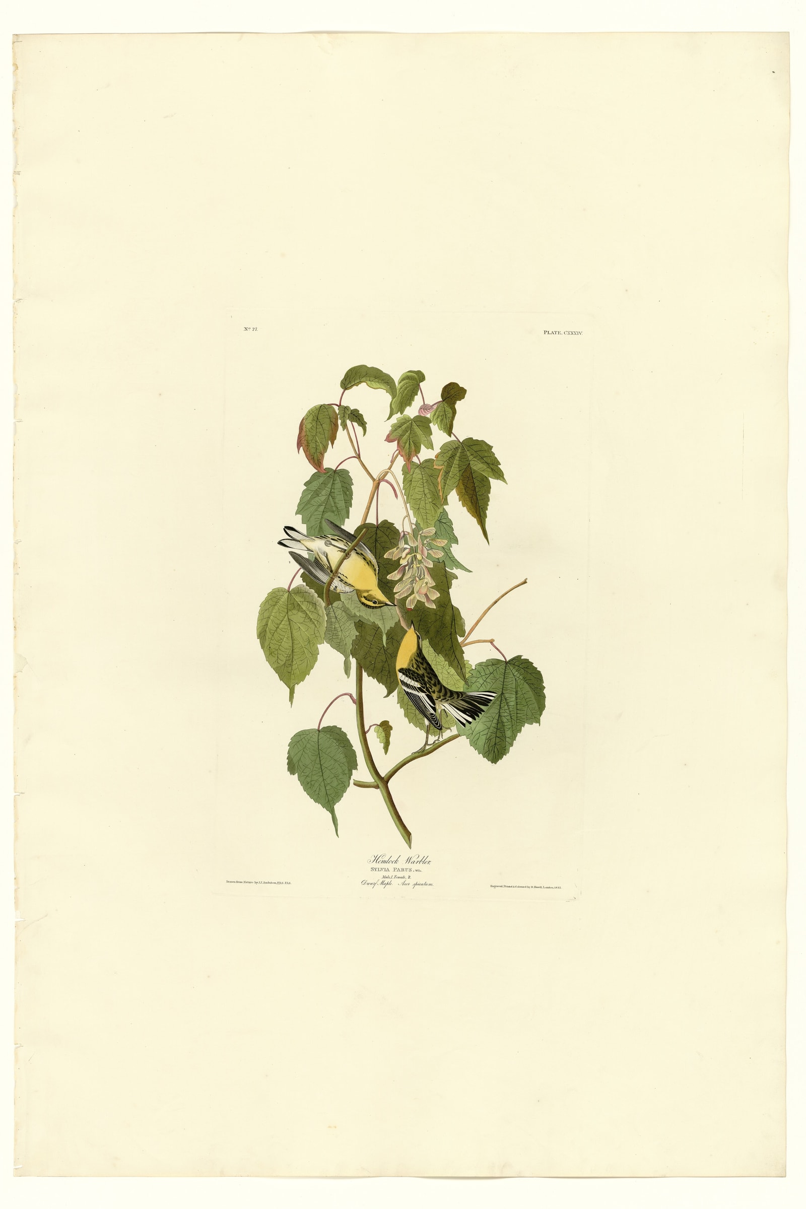 Hemlock Warbler