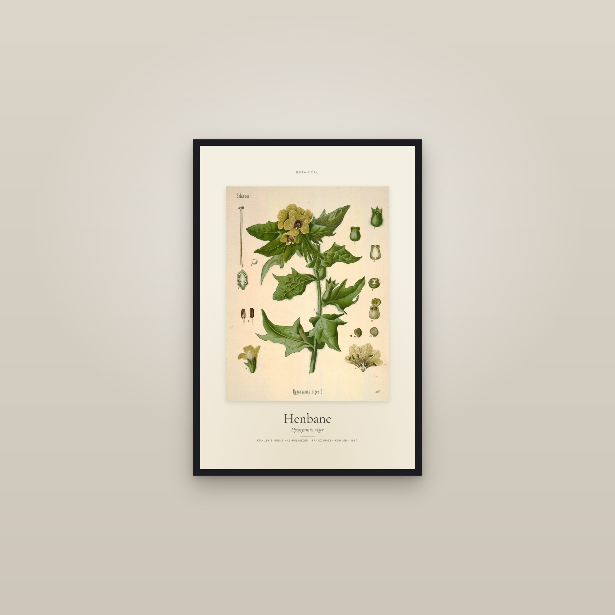 Henbane — Specimen