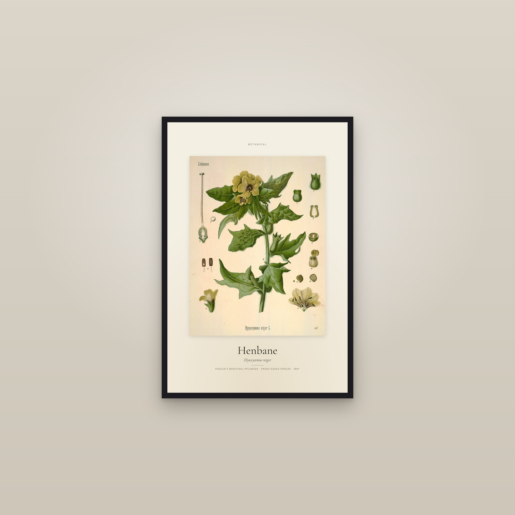 Henbane — Specimen — framed in a gallery setting