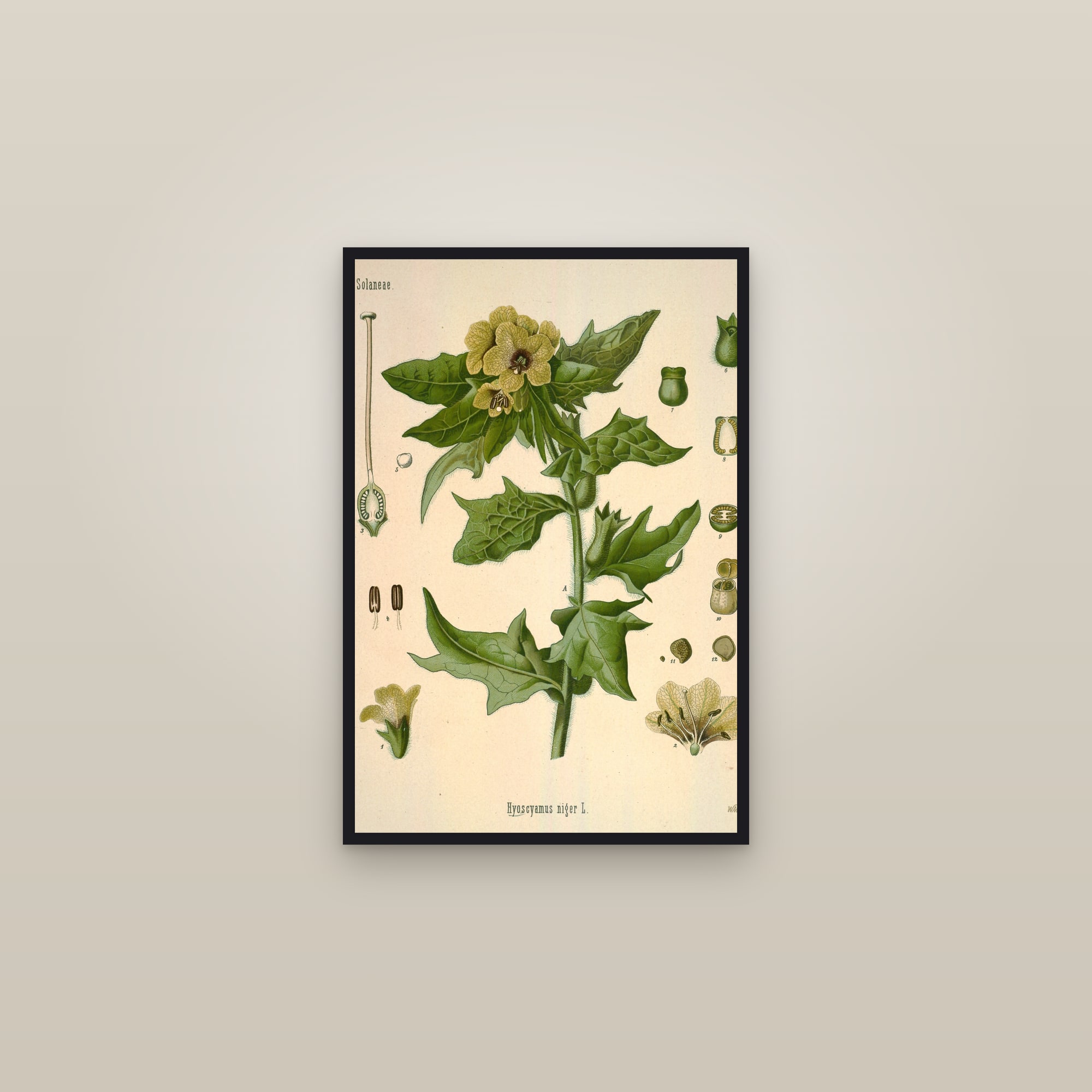 Henbane — framed in a gallery setting