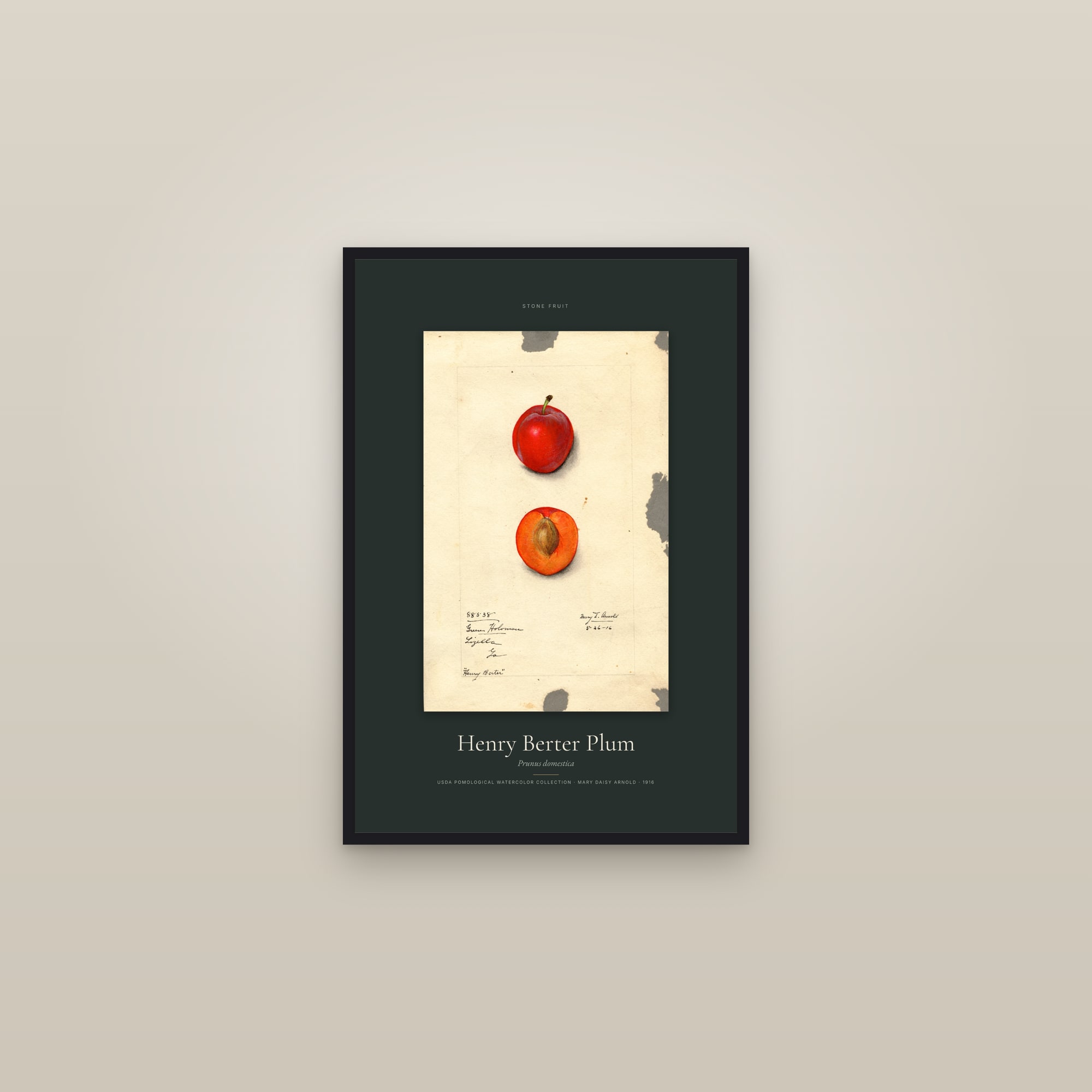 Henry Berter Plum — Specimen — framed in a gallery setting