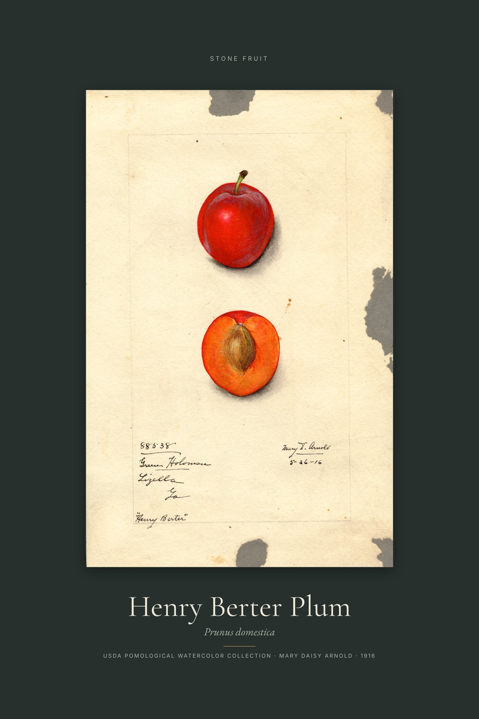 Henry Berter Plum — Specimen