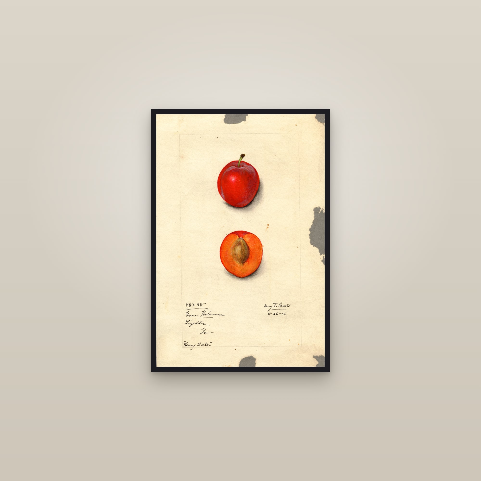 Henry Berter Plum — framed in a gallery setting