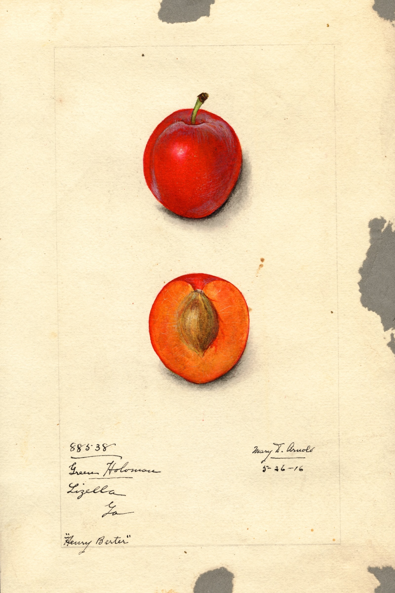 Henry Berter Plum