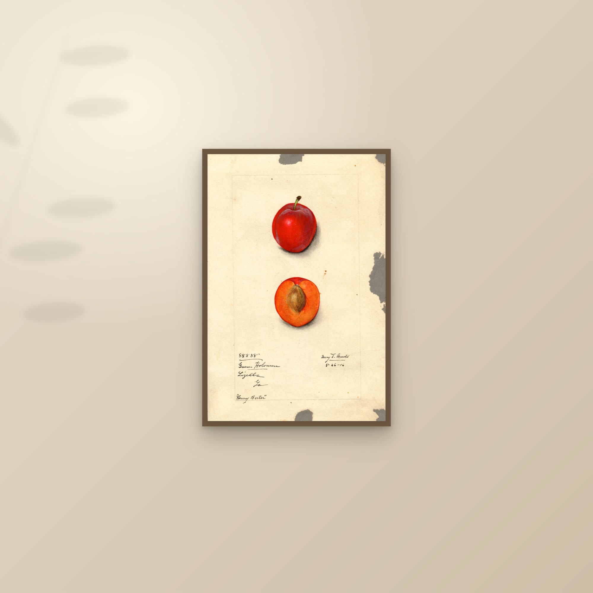 Henry Berter Plum — framed and styled on a sunlit wall