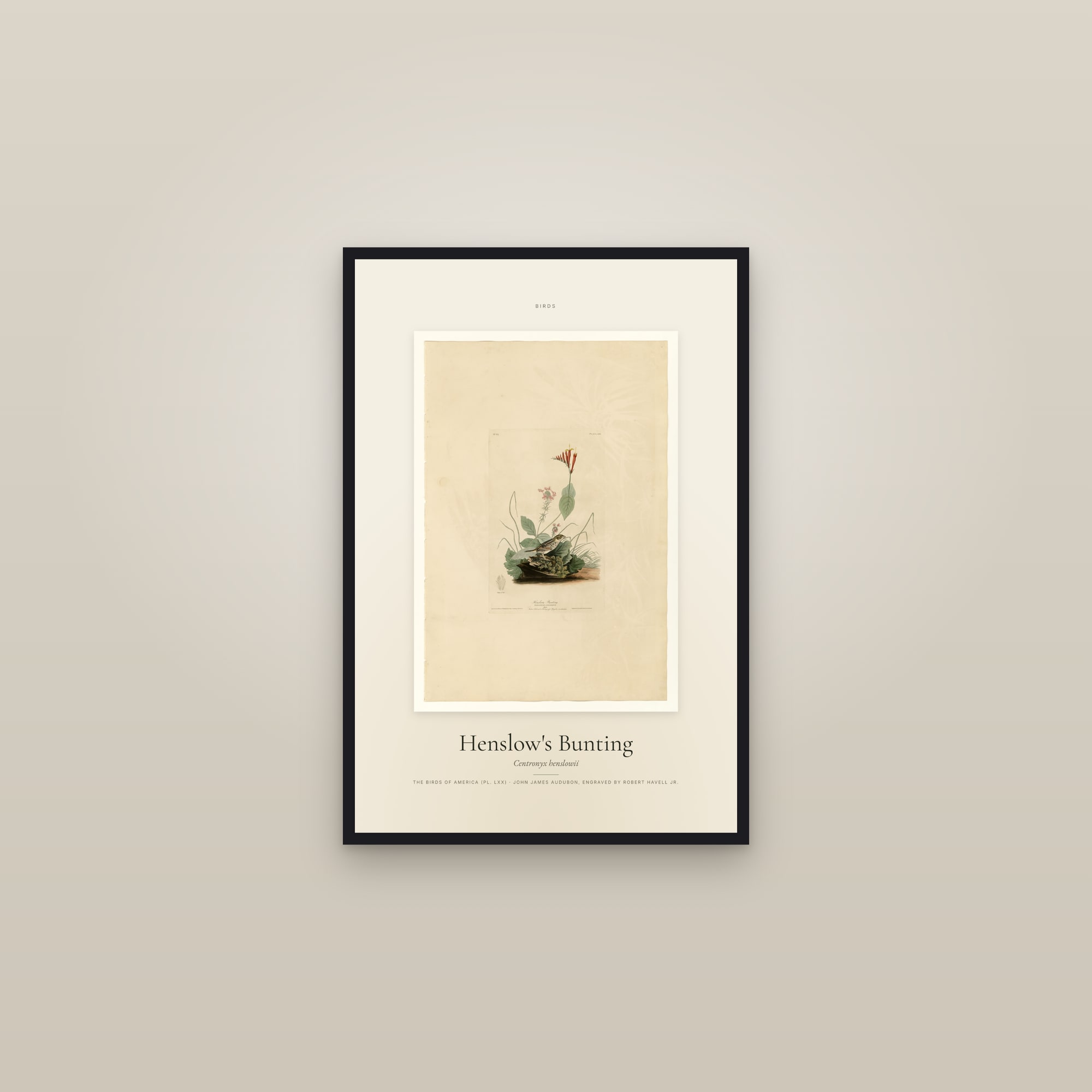 Henslow's Bunting — Specimen — framed in a gallery setting