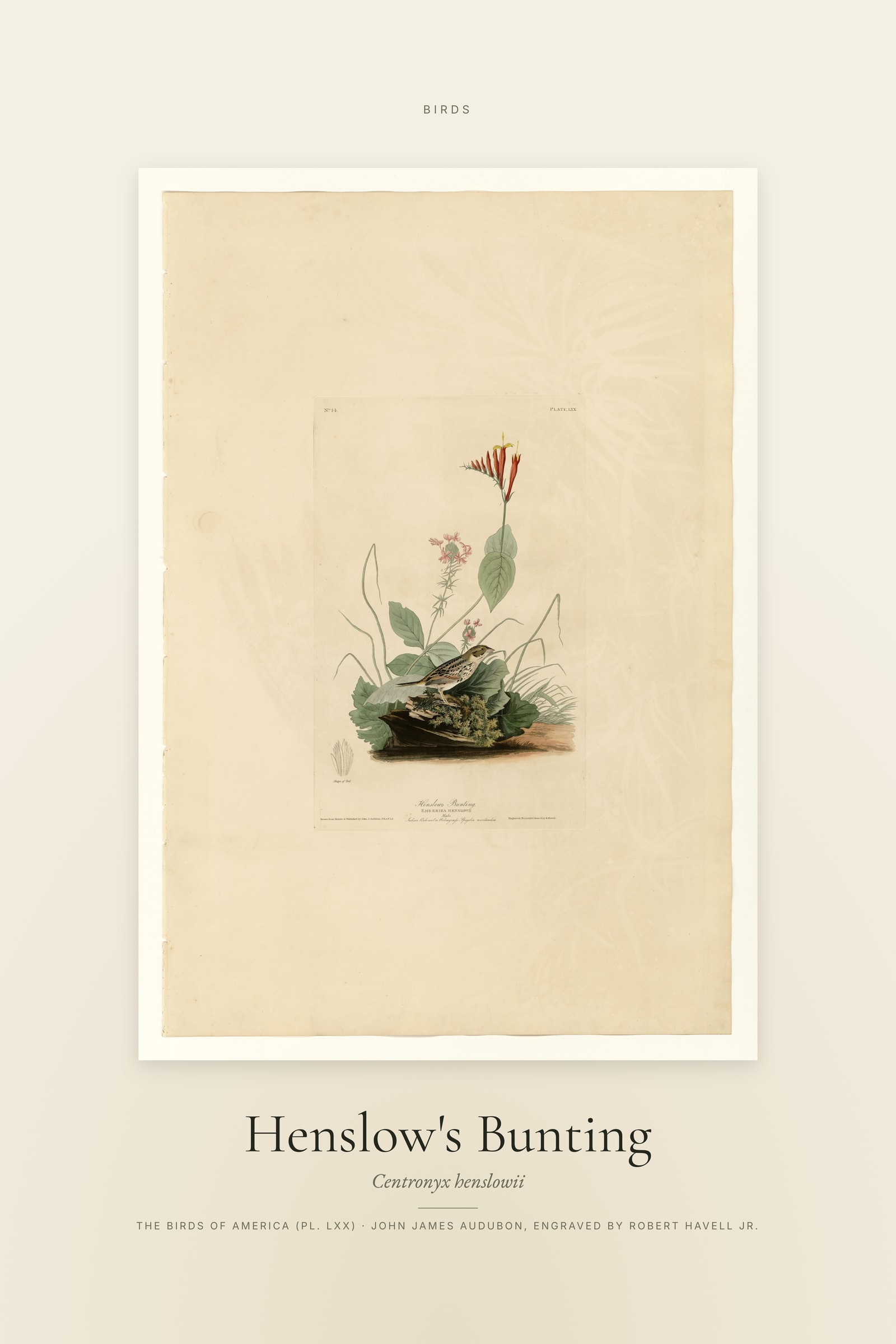 Henslow's Bunting — Specimen