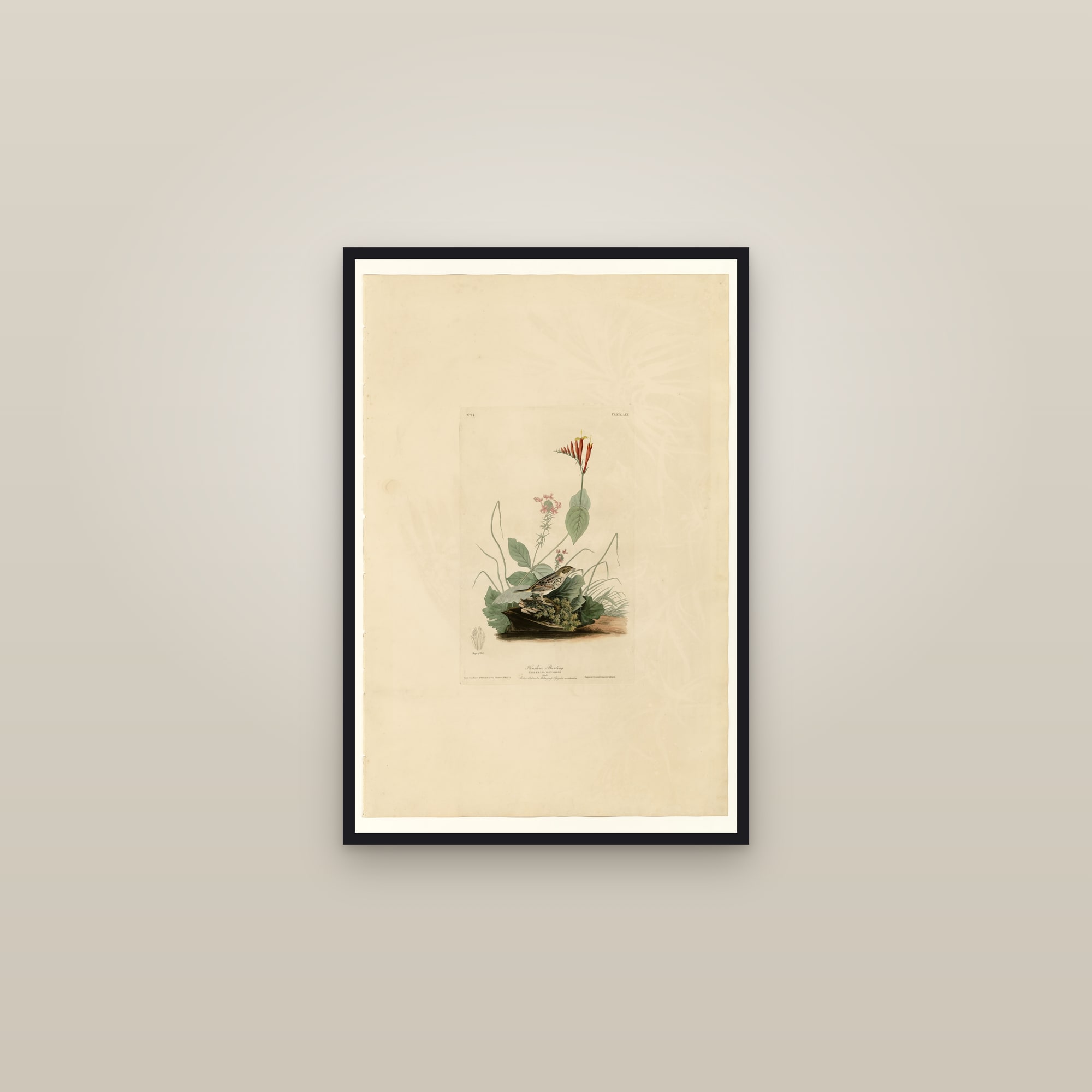 Henslow's Bunting — framed in a gallery setting