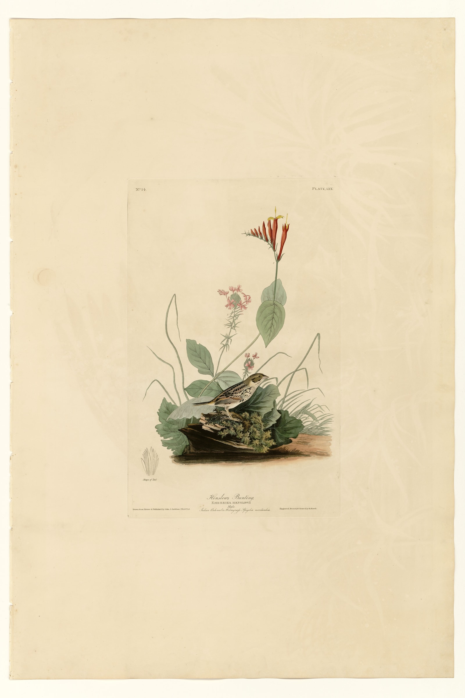 Henslow's Bunting