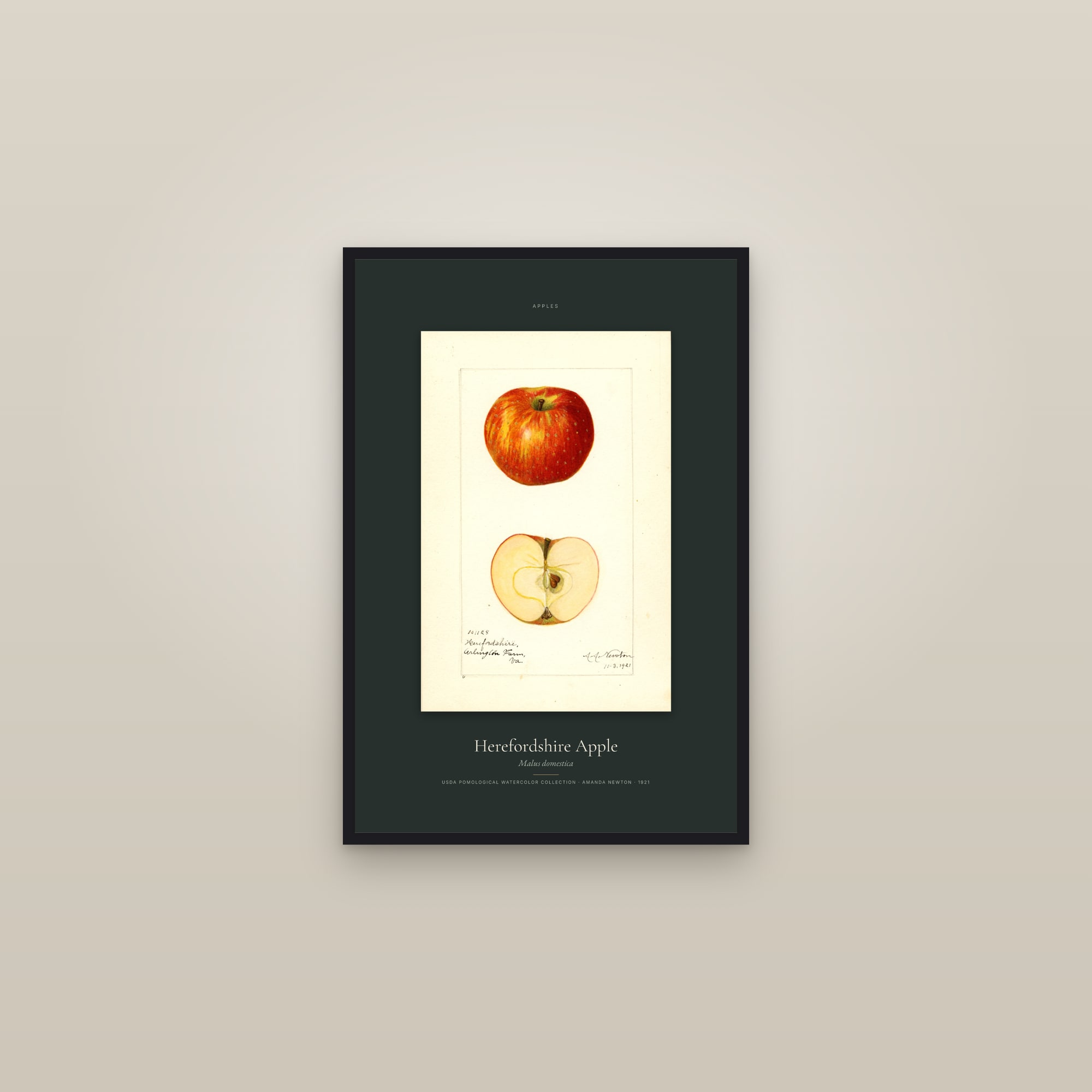 Herefordshire Apple — Specimen — framed in a gallery setting