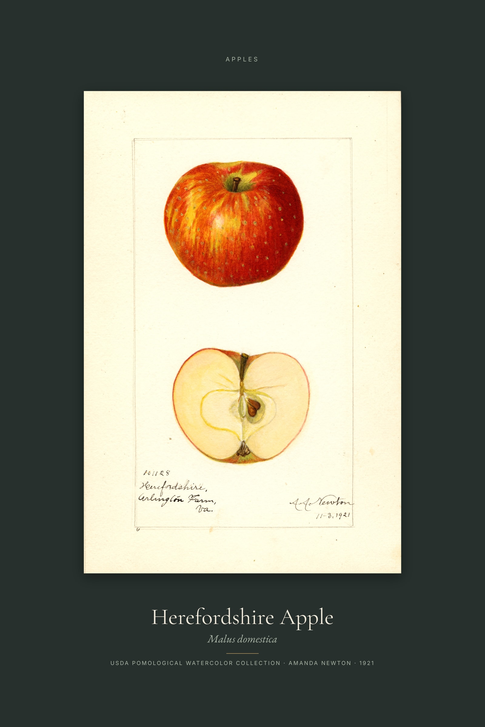 Herefordshire Apple — Specimen