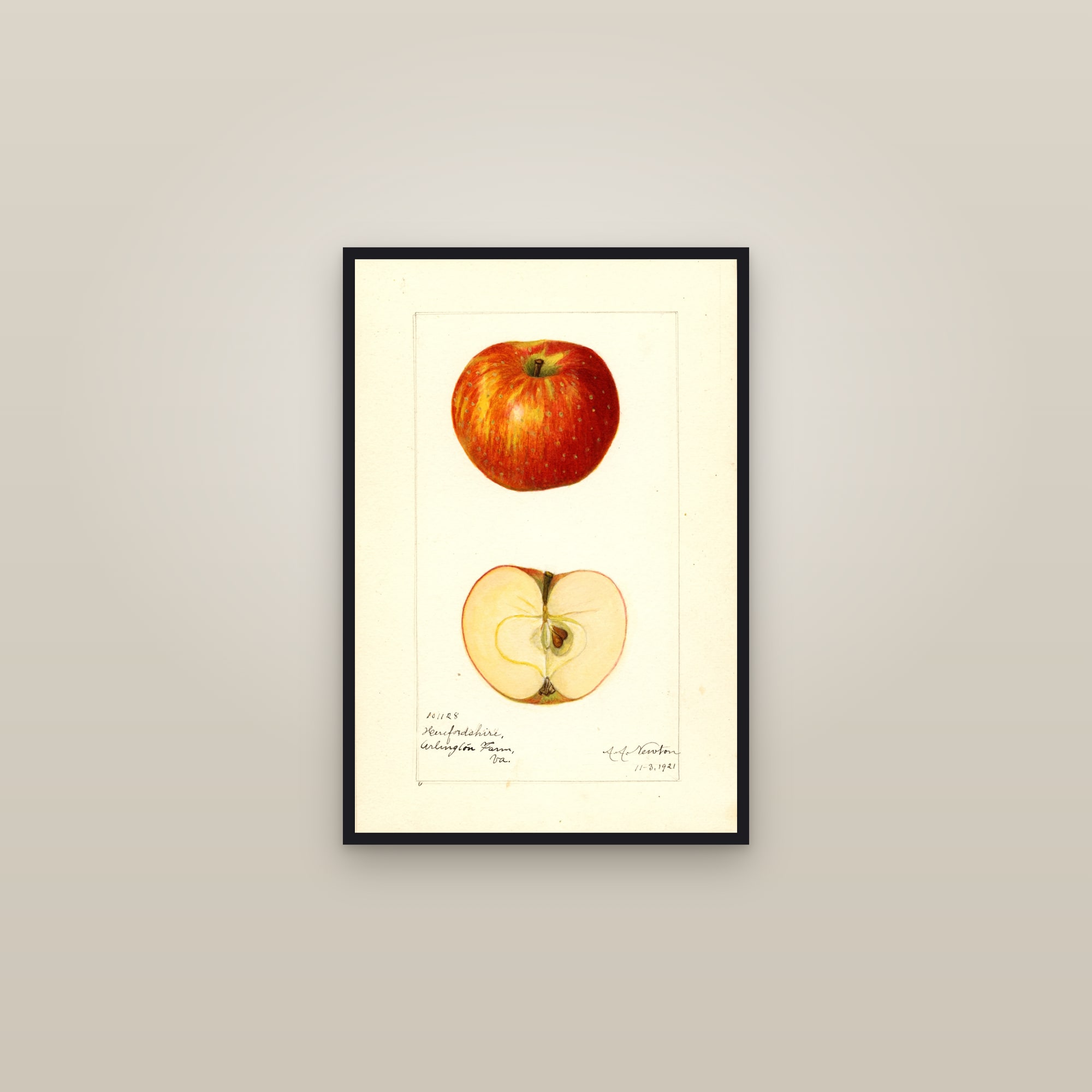 Herefordshire Apple — framed in a gallery setting