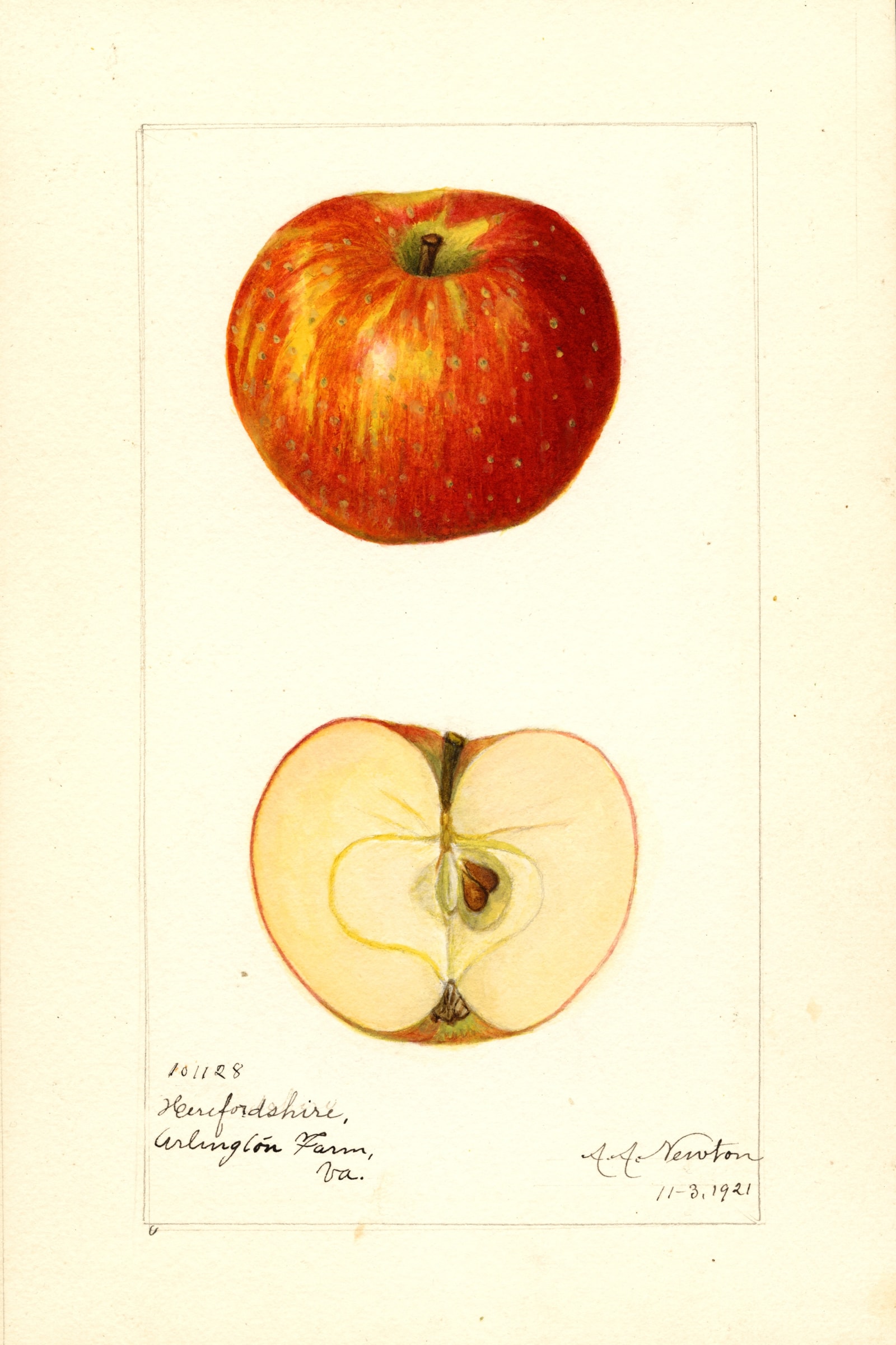 Herefordshire Apple