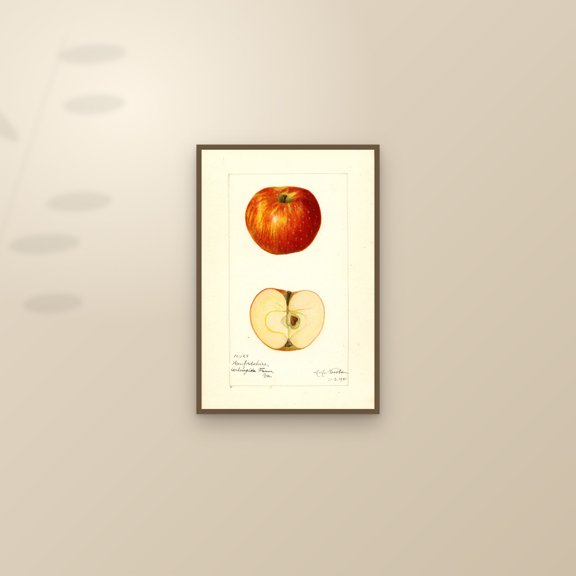Herefordshire Apple — framed and styled on a sunlit wall