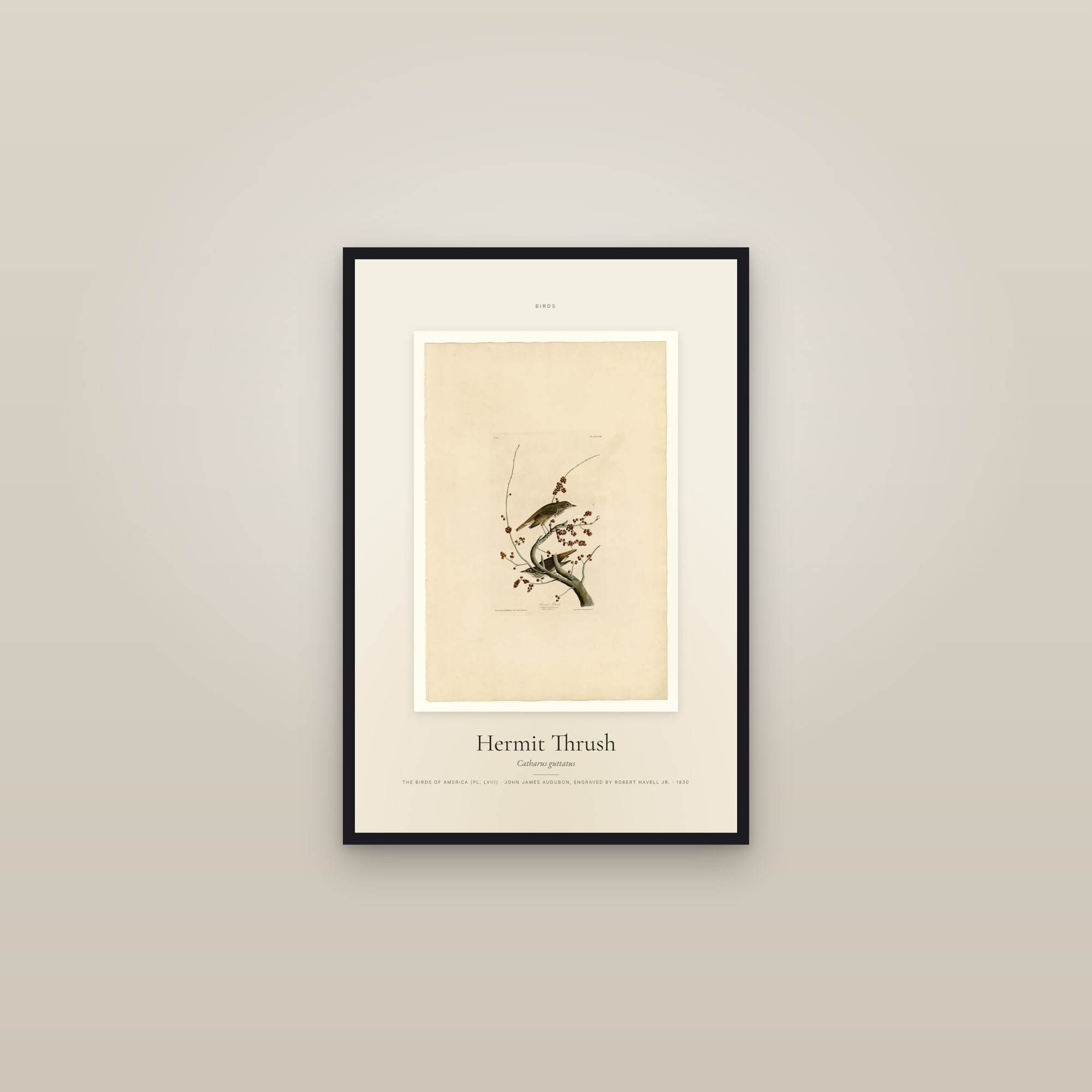 Hermit Thrush — Specimen — framed in a gallery setting