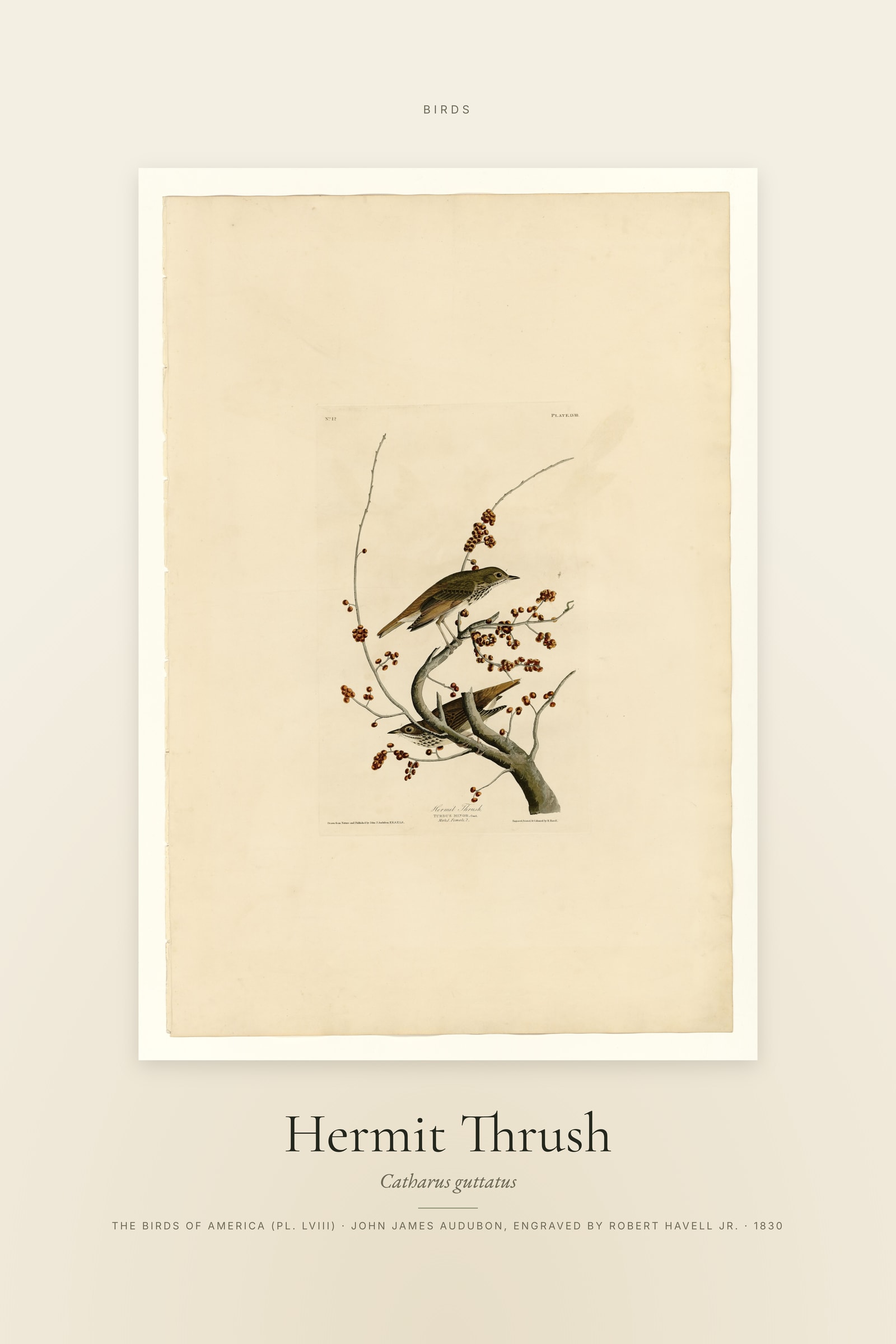 Hermit Thrush — Specimen