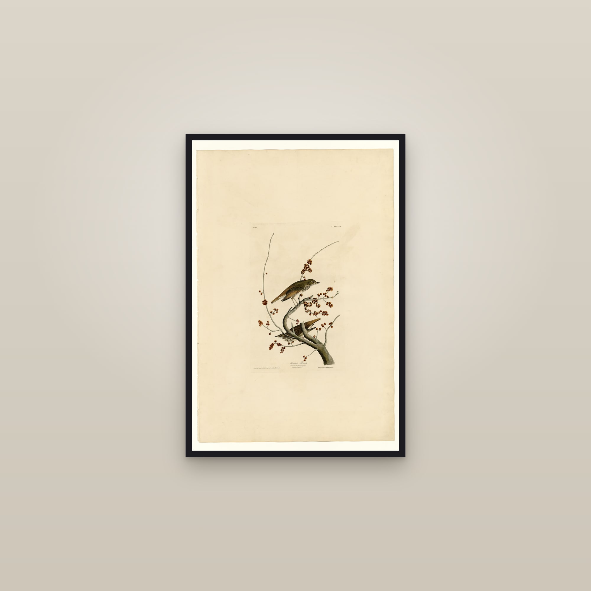 Hermit Thrush — framed in a gallery setting