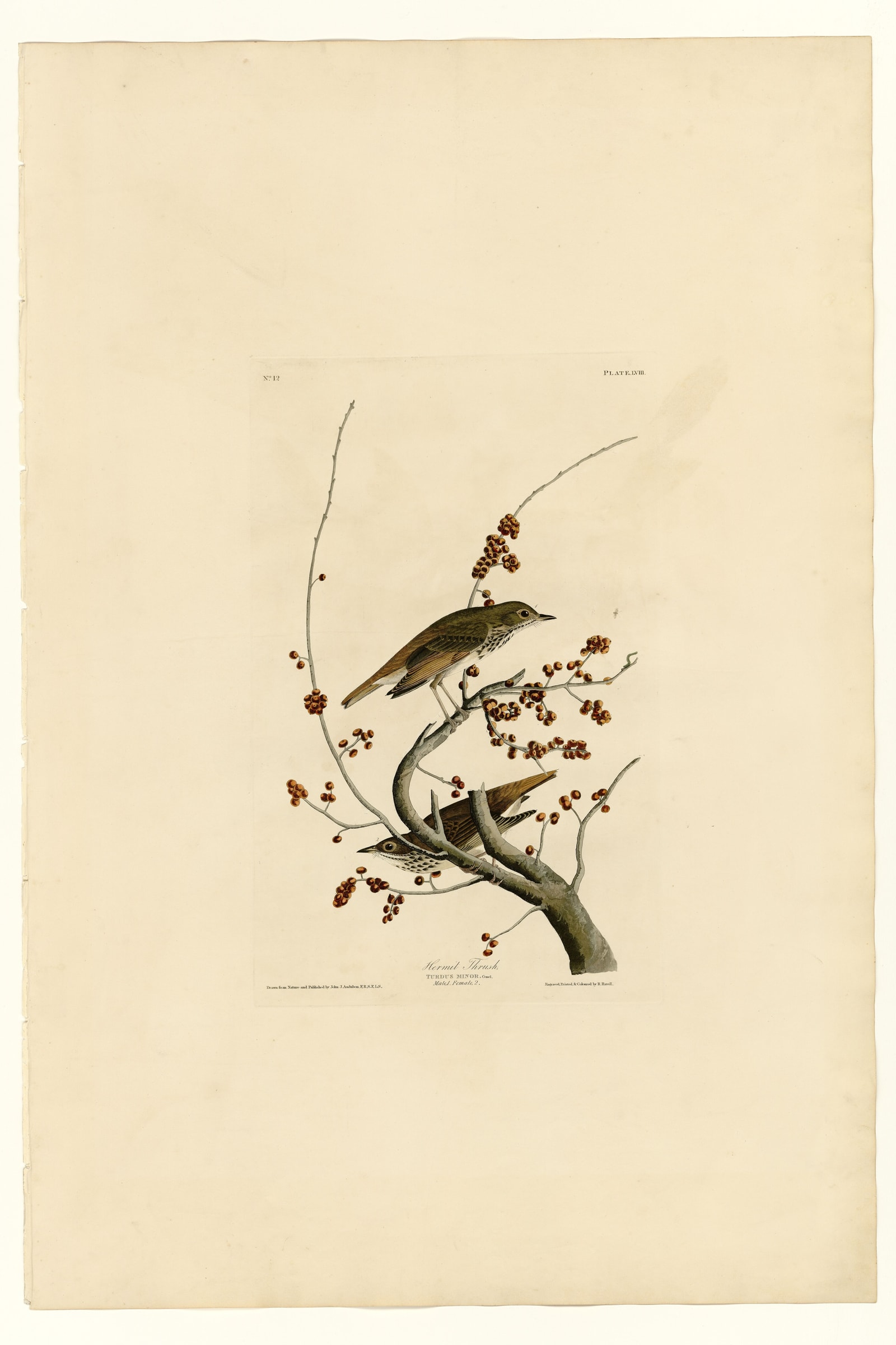 Hermit Thrush