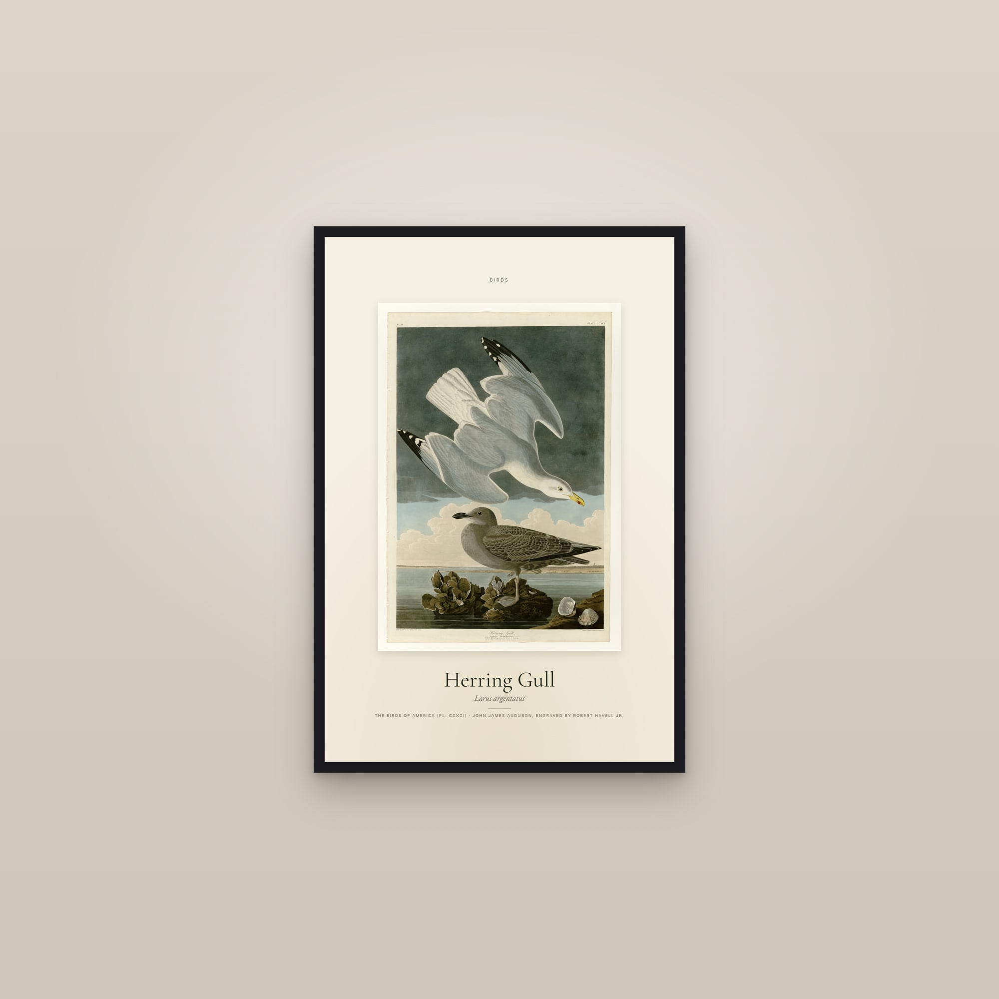 Herring Gull — Specimen — framed in a gallery setting