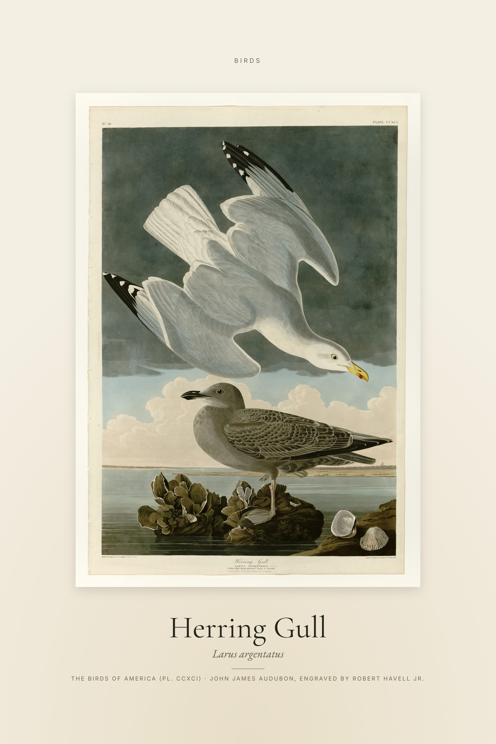 Herring Gull — Specimen