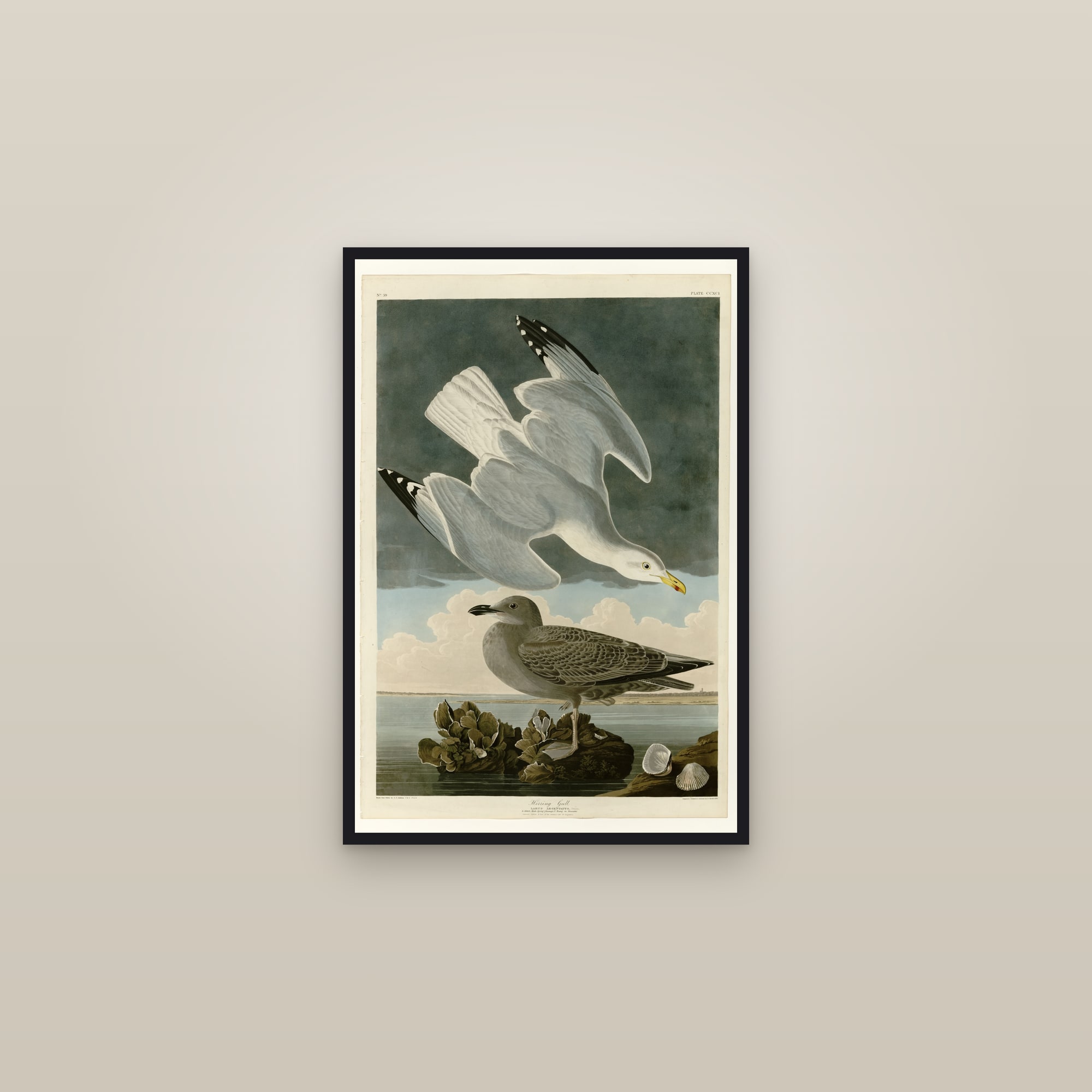 Herring Gull — framed in a gallery setting
