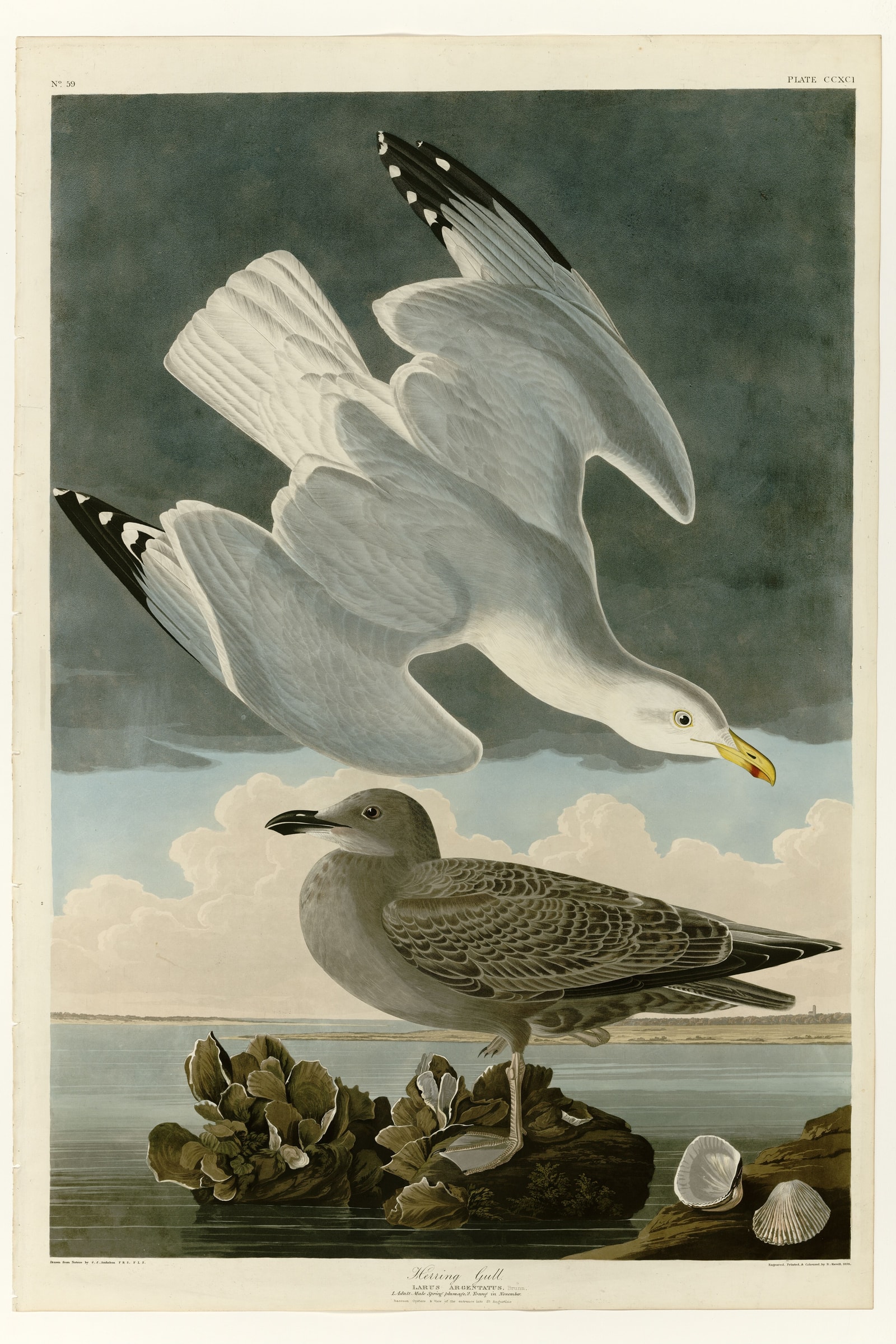Herring Gull