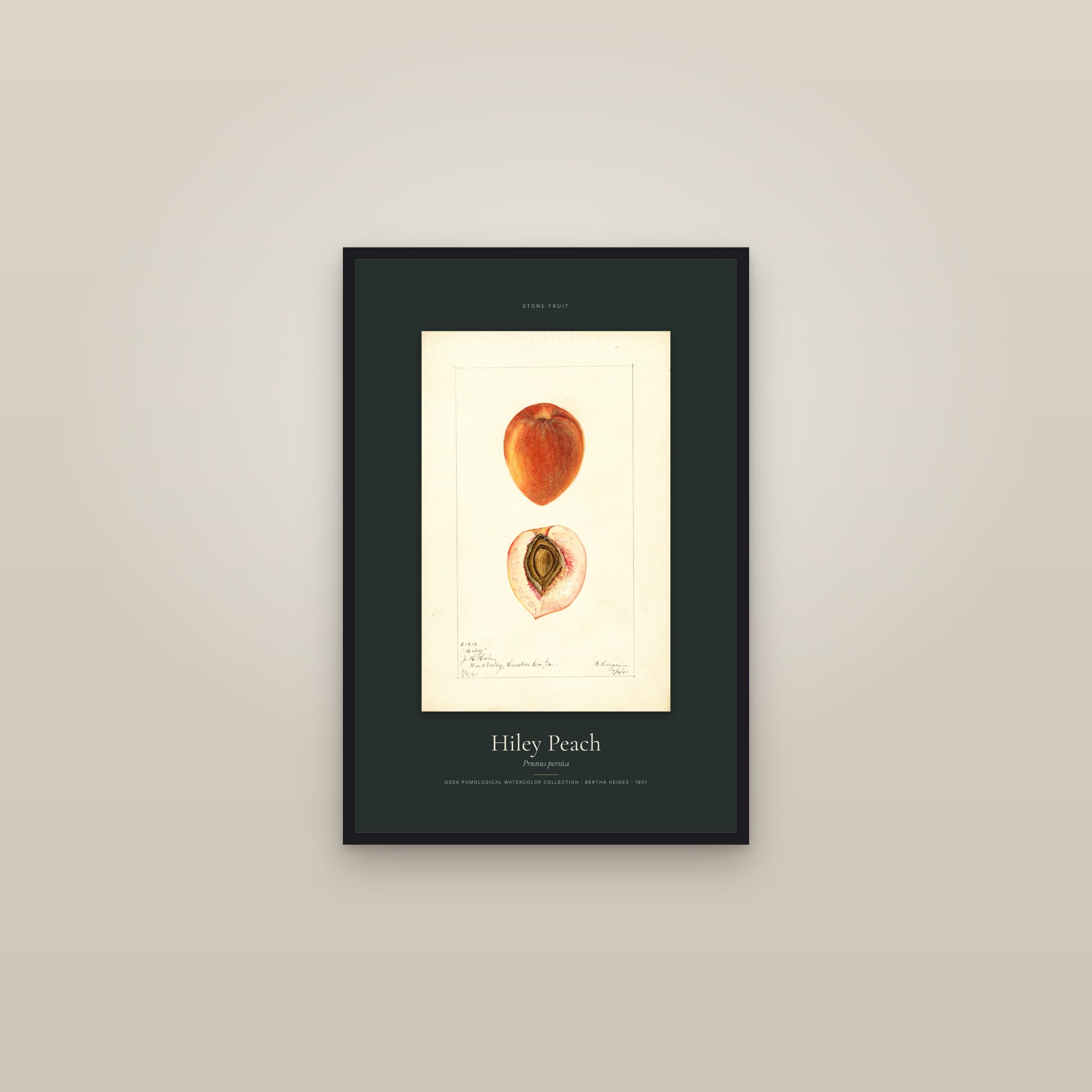 Hiley Peach — Specimen — framed in a gallery setting