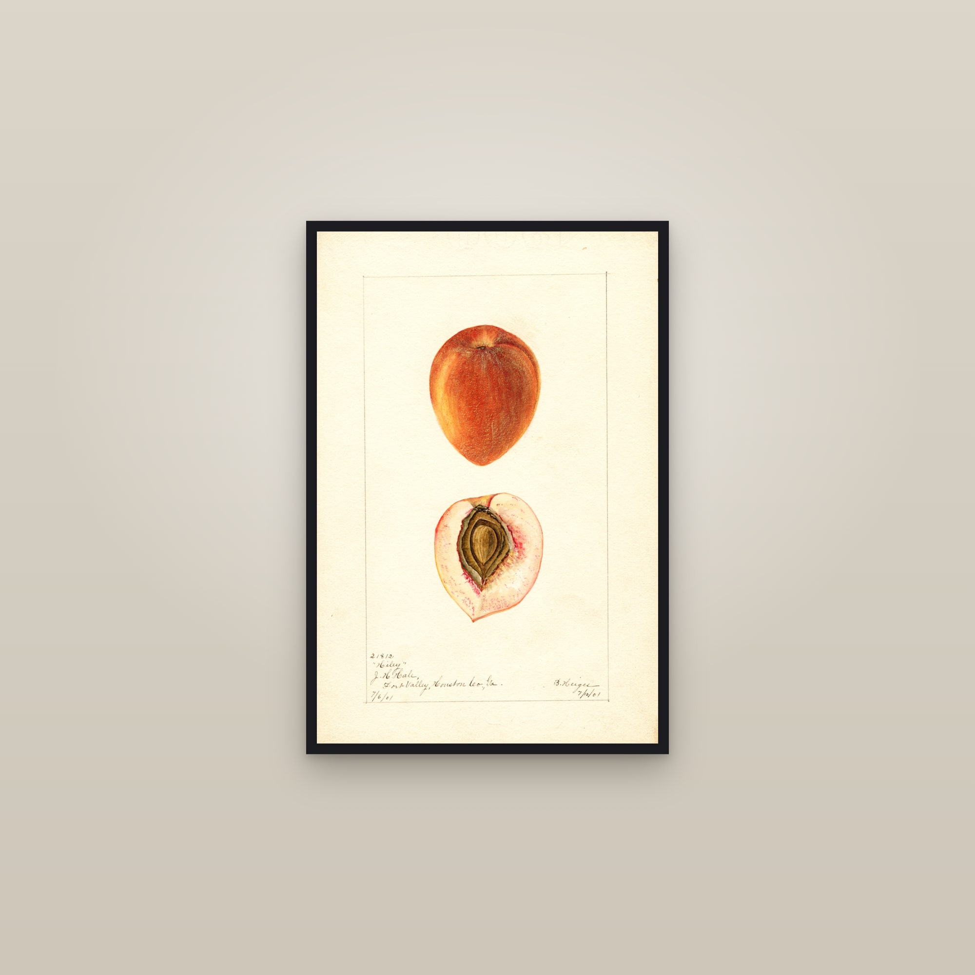 Hiley Peach — framed in a gallery setting